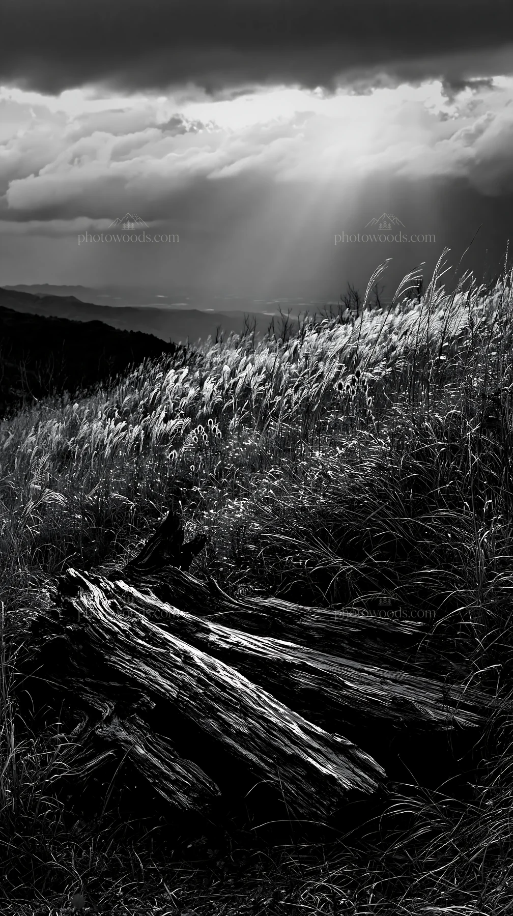 Wakayama autumn meadow with weathered wood in foreground - AI-generated stock image