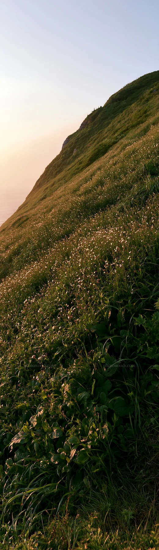 Coastal cliff meadow with green grass and wildflowers - AI-generated stock image