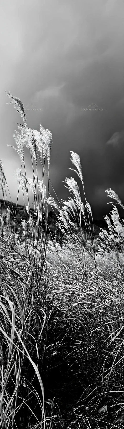Hokkaido silver grass meadow seedheads near dark clouds - AI-generated stock image
