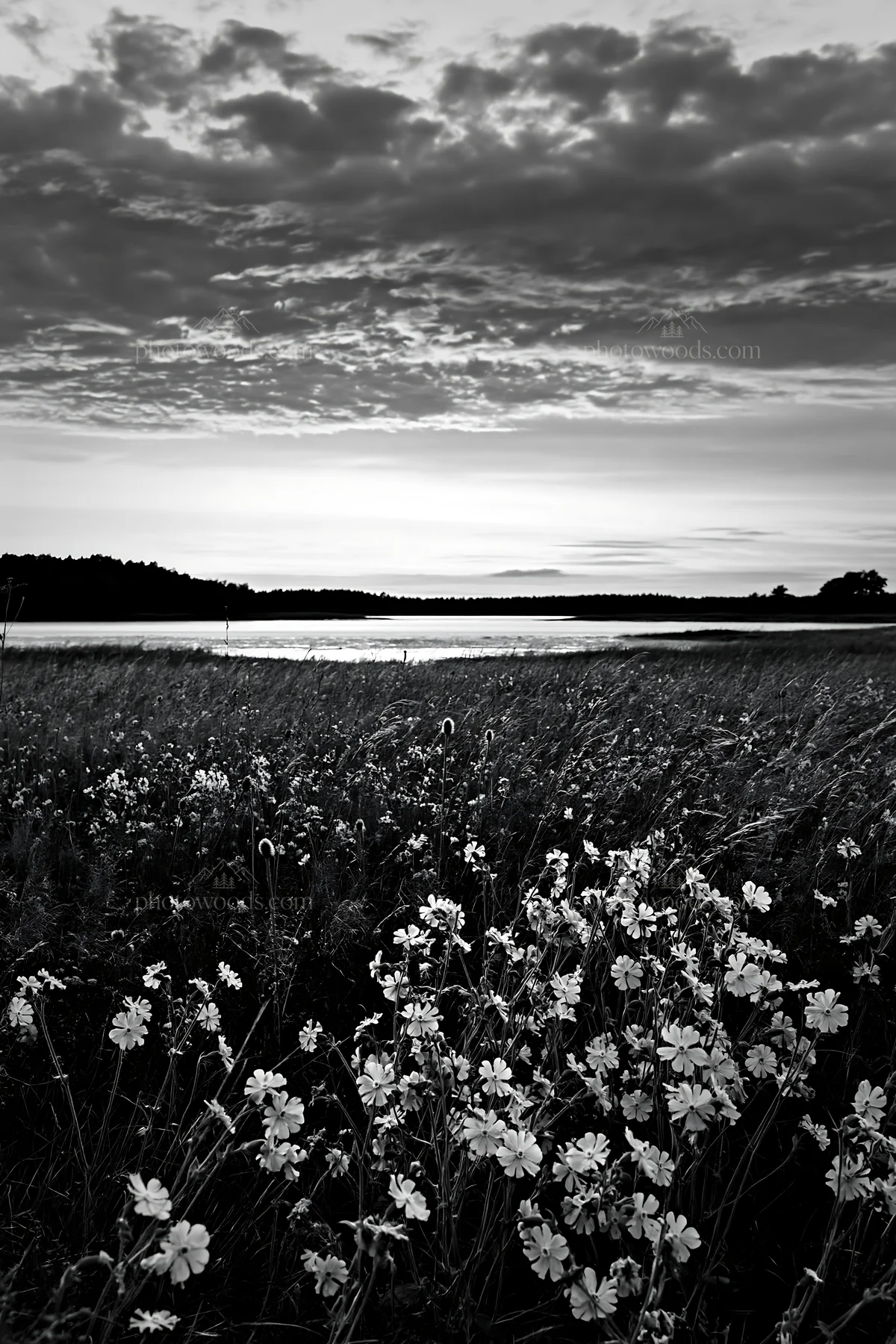 Black and white german lakeside meadow with purple flowers at sunset - AI-generated stock image
