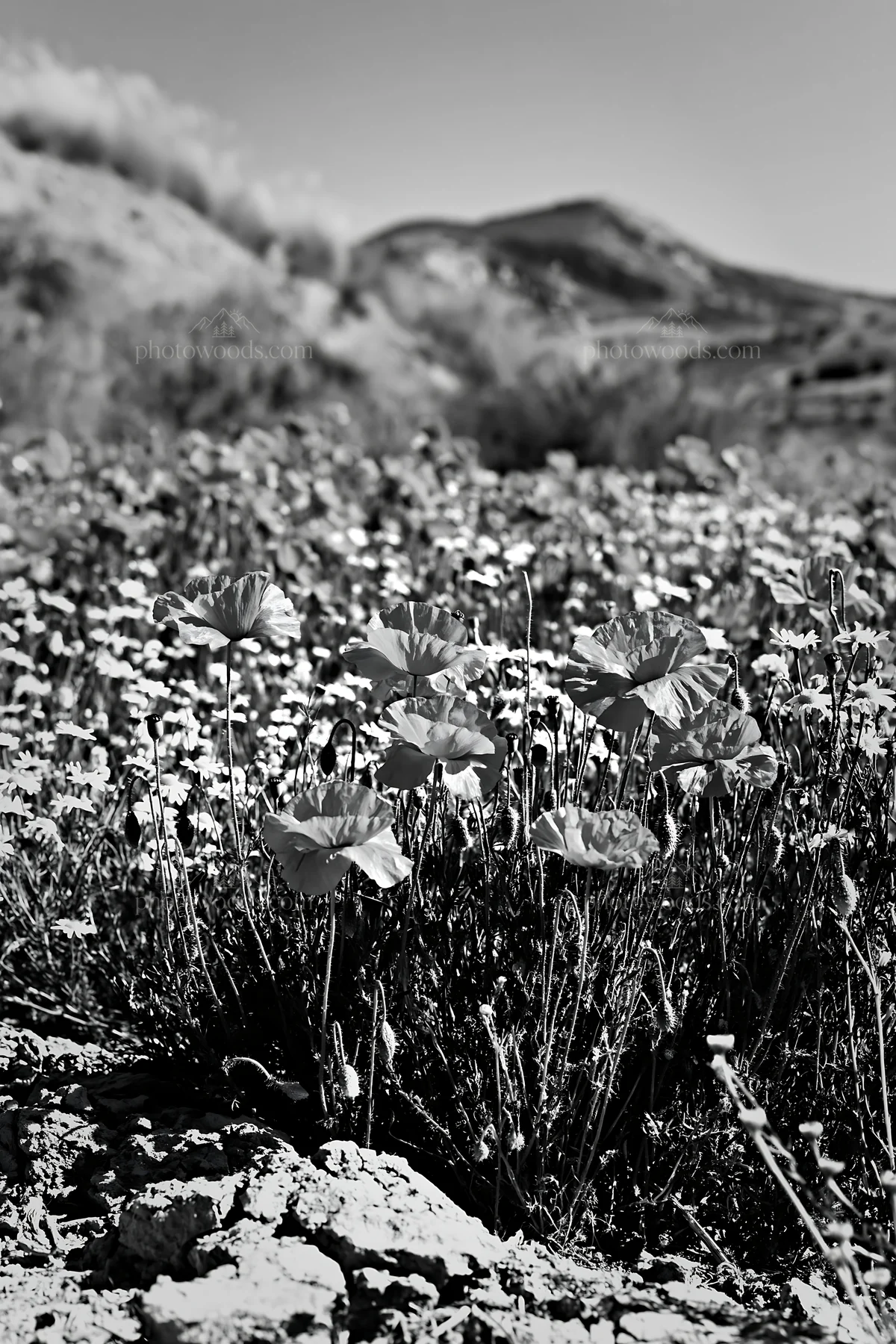 Spring meadow with flowers and mountains in the background - AI-generated stock image