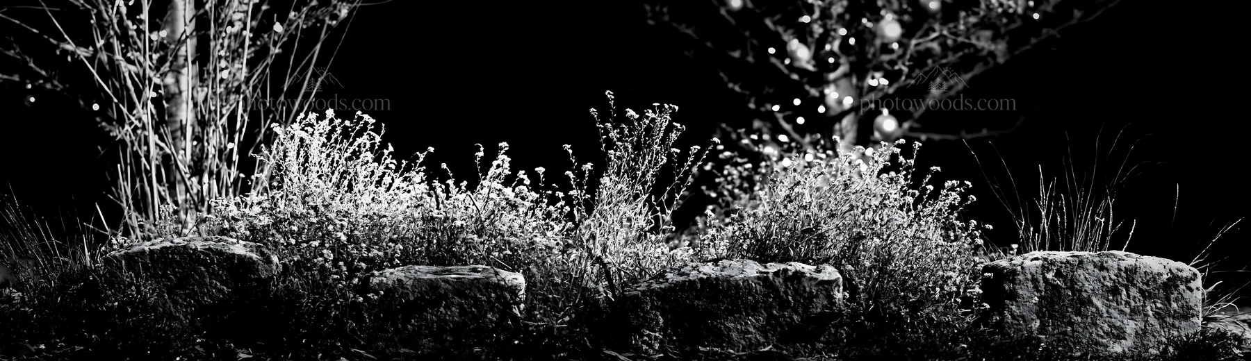 Frost covering apple trees and plants in a winter meadow - AI-generated stock image