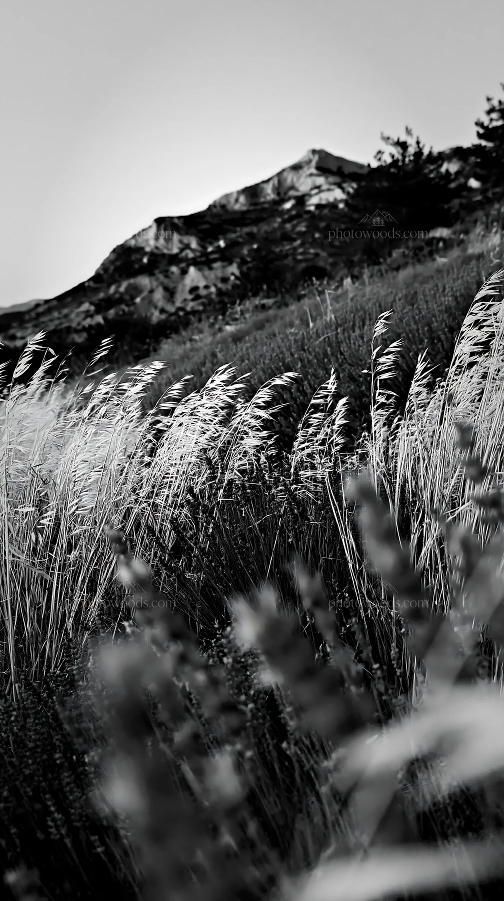 Black and white drought-tolerant meadow with golden grasses and purple flowers - AI-generated stock image