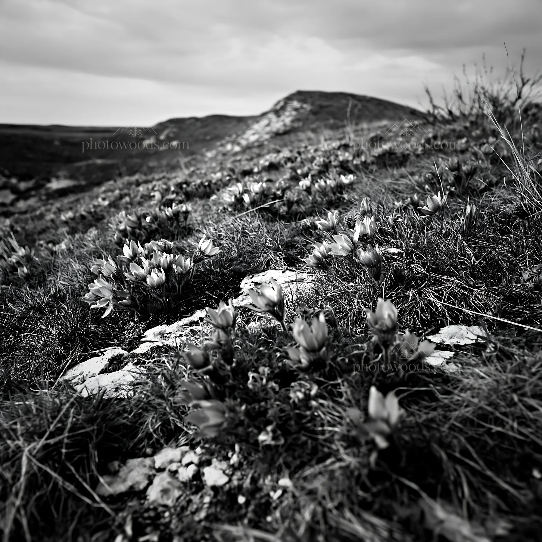 Cloudy pasque flower meadow on rocky terrain - AI-generated stock image
