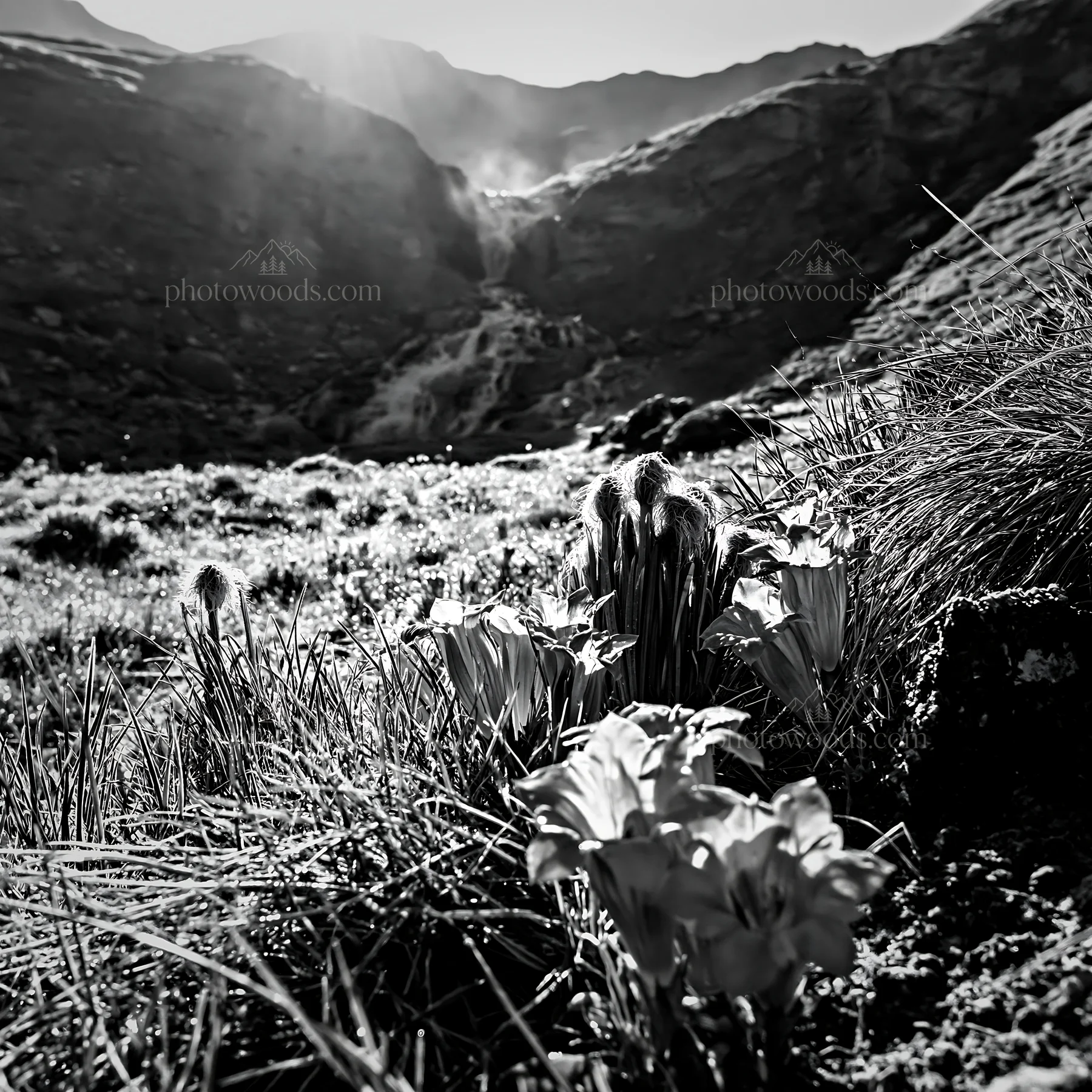 Flower meadow below a cascade in a black and white setting - AI-generated stock image