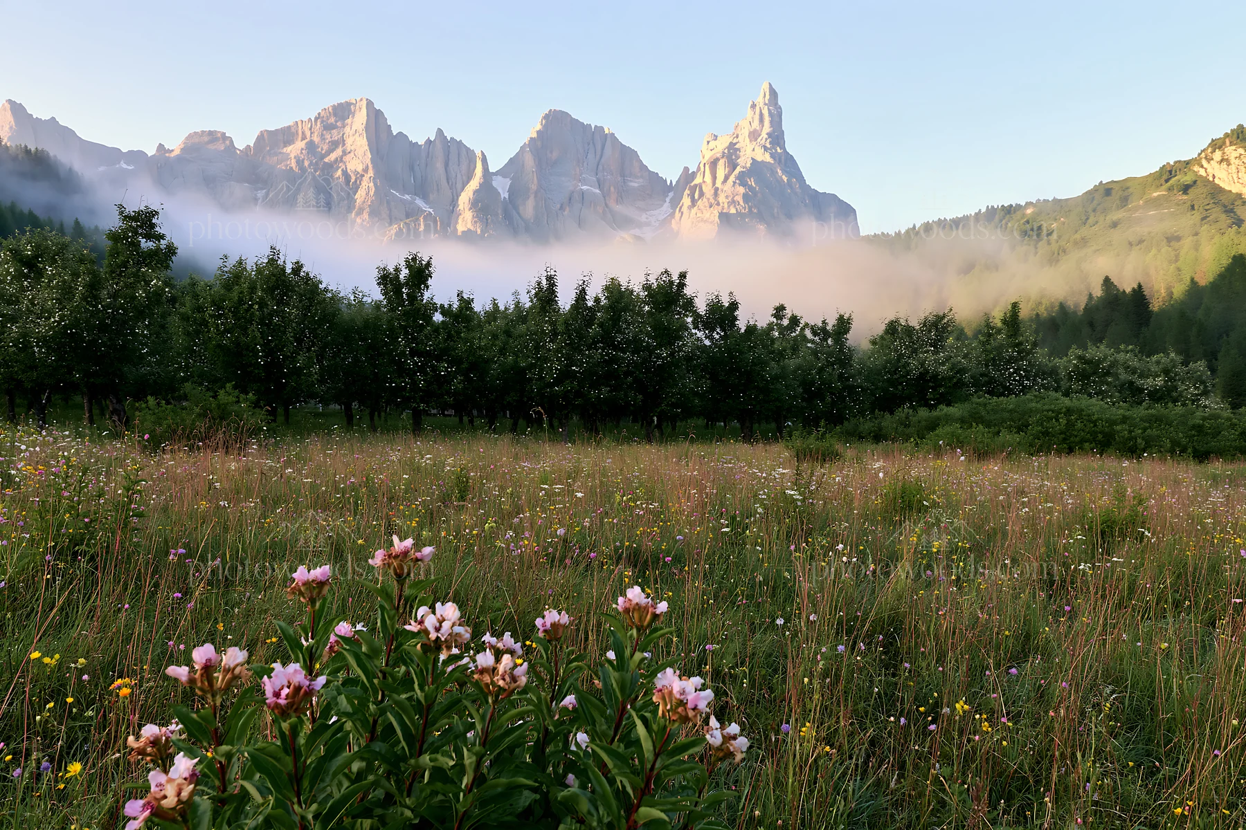 Foggy orchard meadow with mountains and flowers - AI-generated stock image