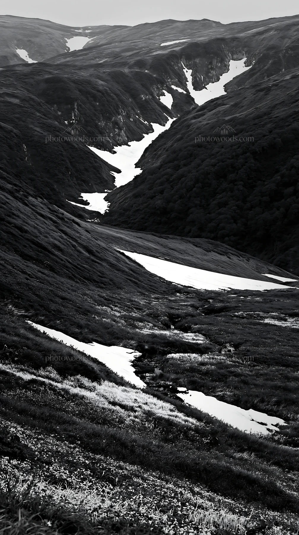 Black and white akita snowmelt meadow with silver grasses stretches across hills - AI-generated stock image
