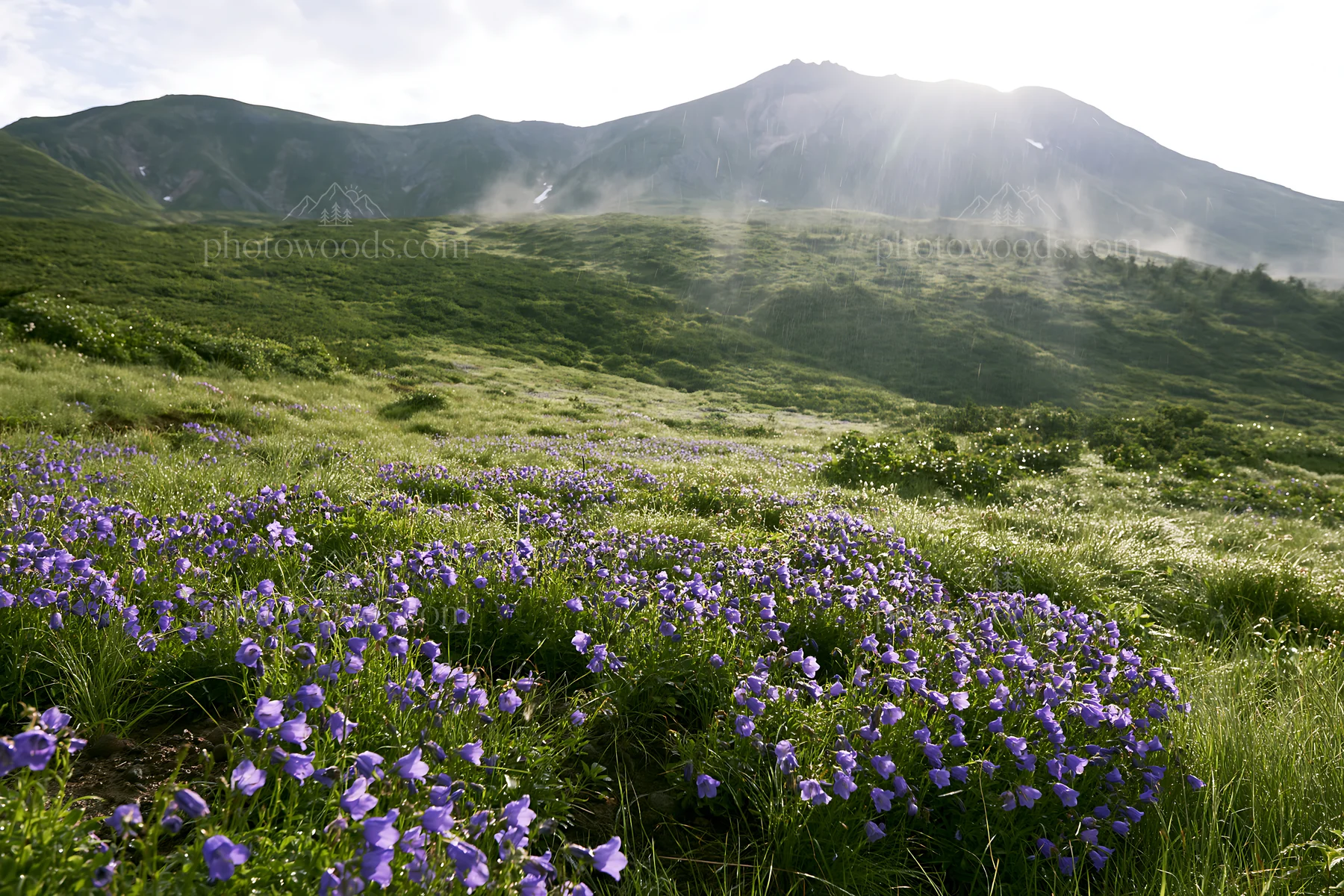 Daisetsuzan alpine meadow with flowers and light rays - AI-generated stock image