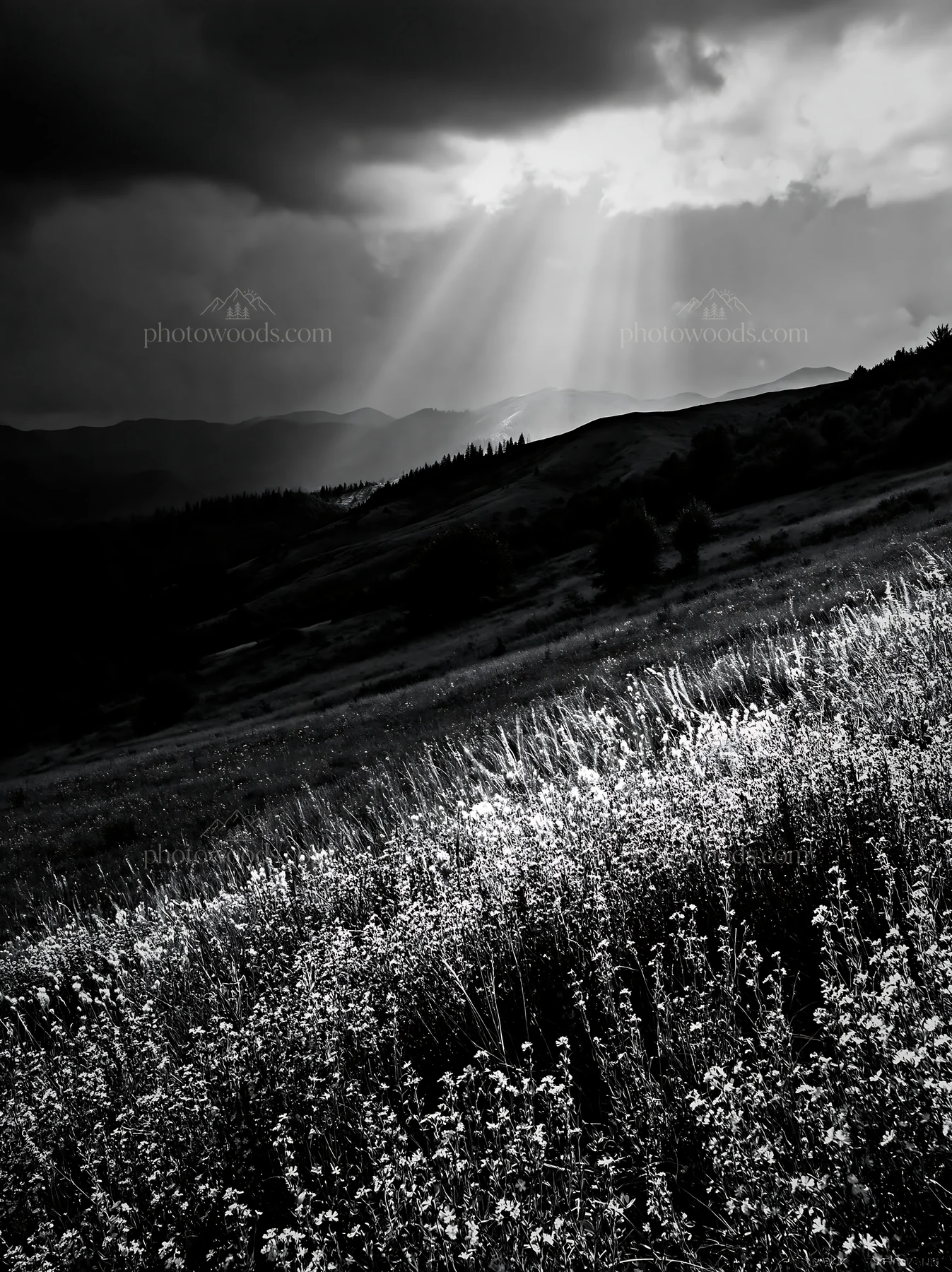 Summer hay meadows in Transylvania under cloudy skies - AI-generated stock image