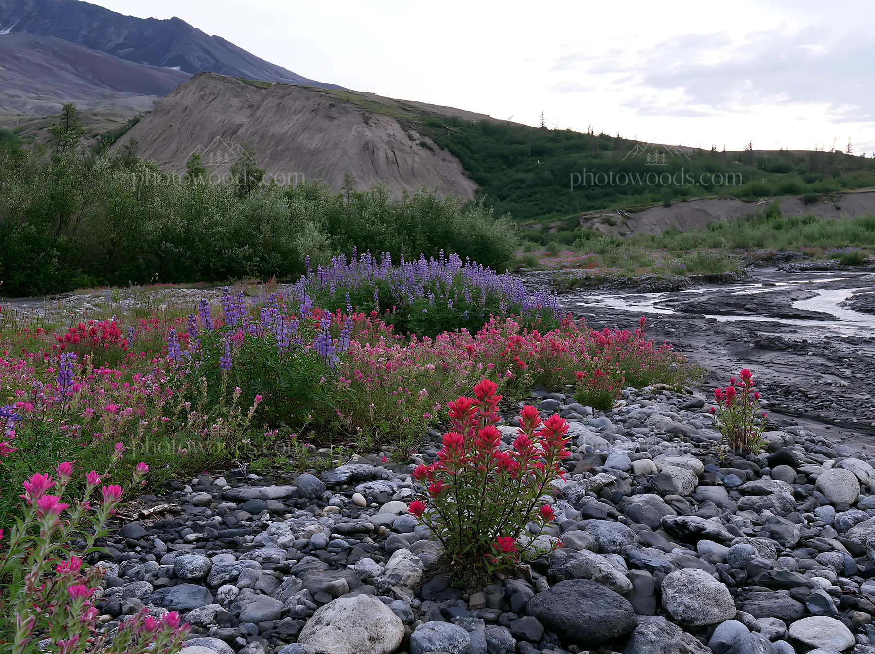 Paintbrush lupine meadow along a rocky shore - AI-generated stock image