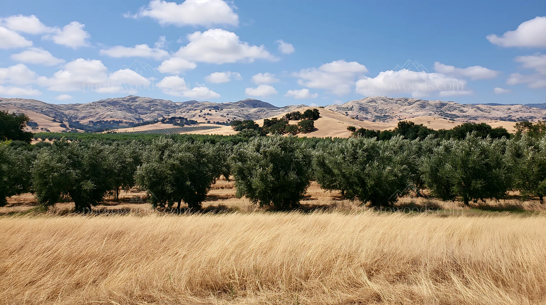 Foothill orchard meadow with mountains and blue sky - AI-generated stock image