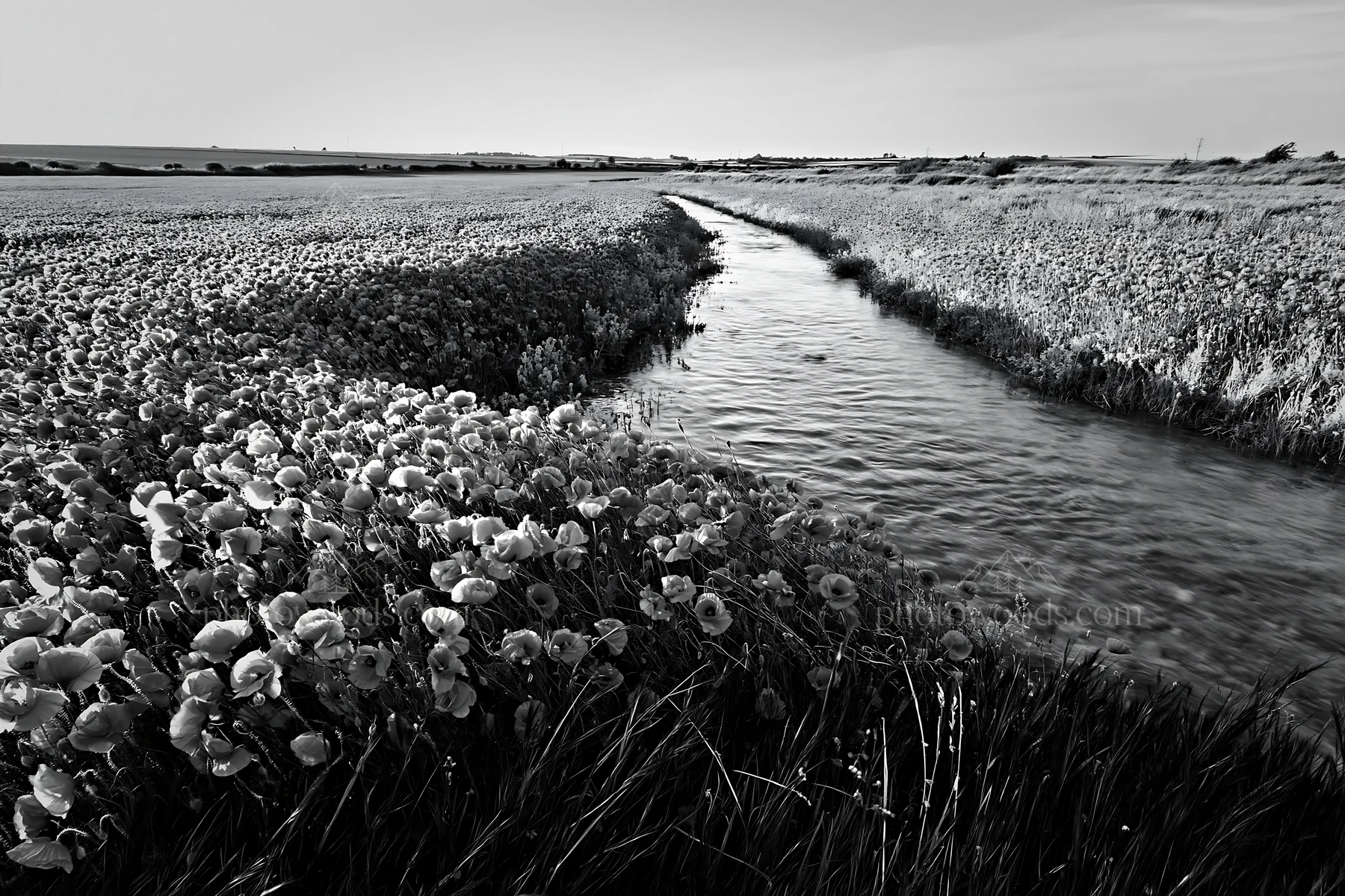 High contrast meadow with watercourse and flowers - AI-generated stock image