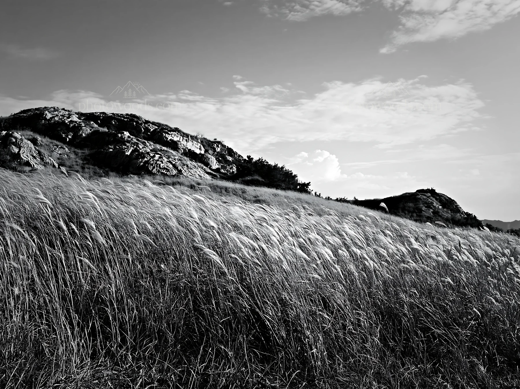 Black and white okayama golden meadow with seedhead foreground - AI-generated stock image