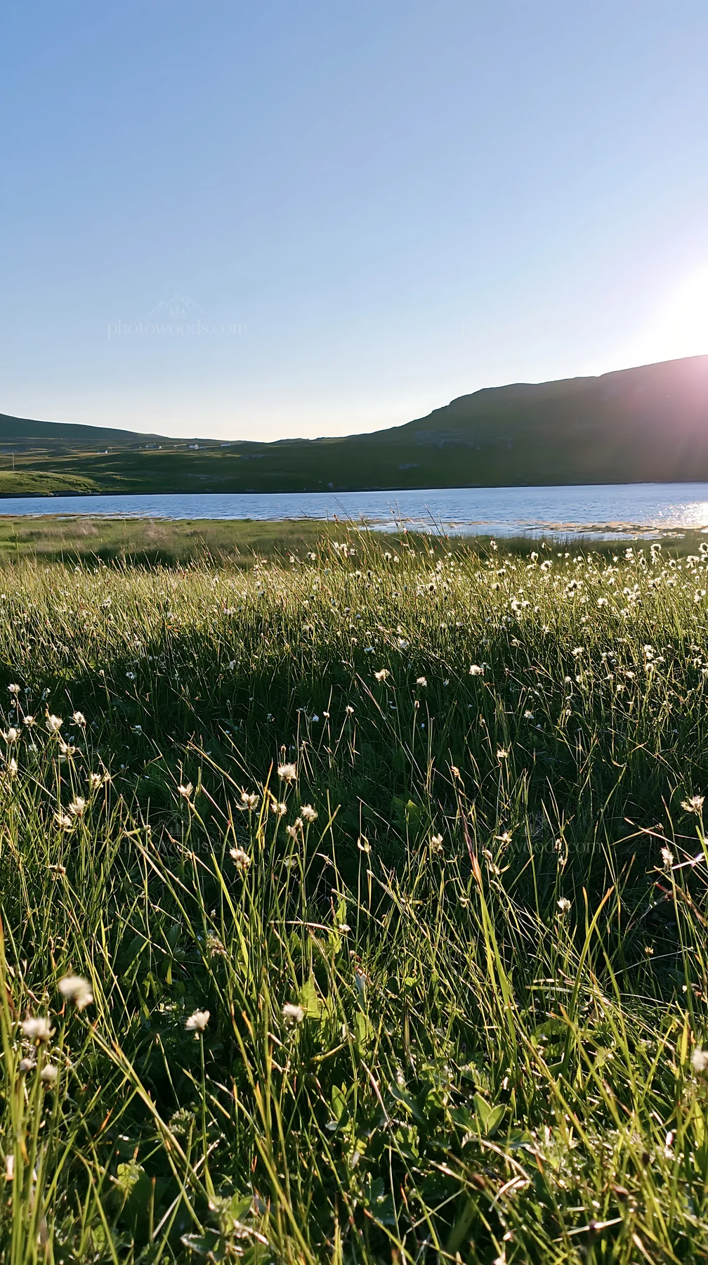 Colorful grass and flowers near a coastal meadow at sunset - AI-generated stock image