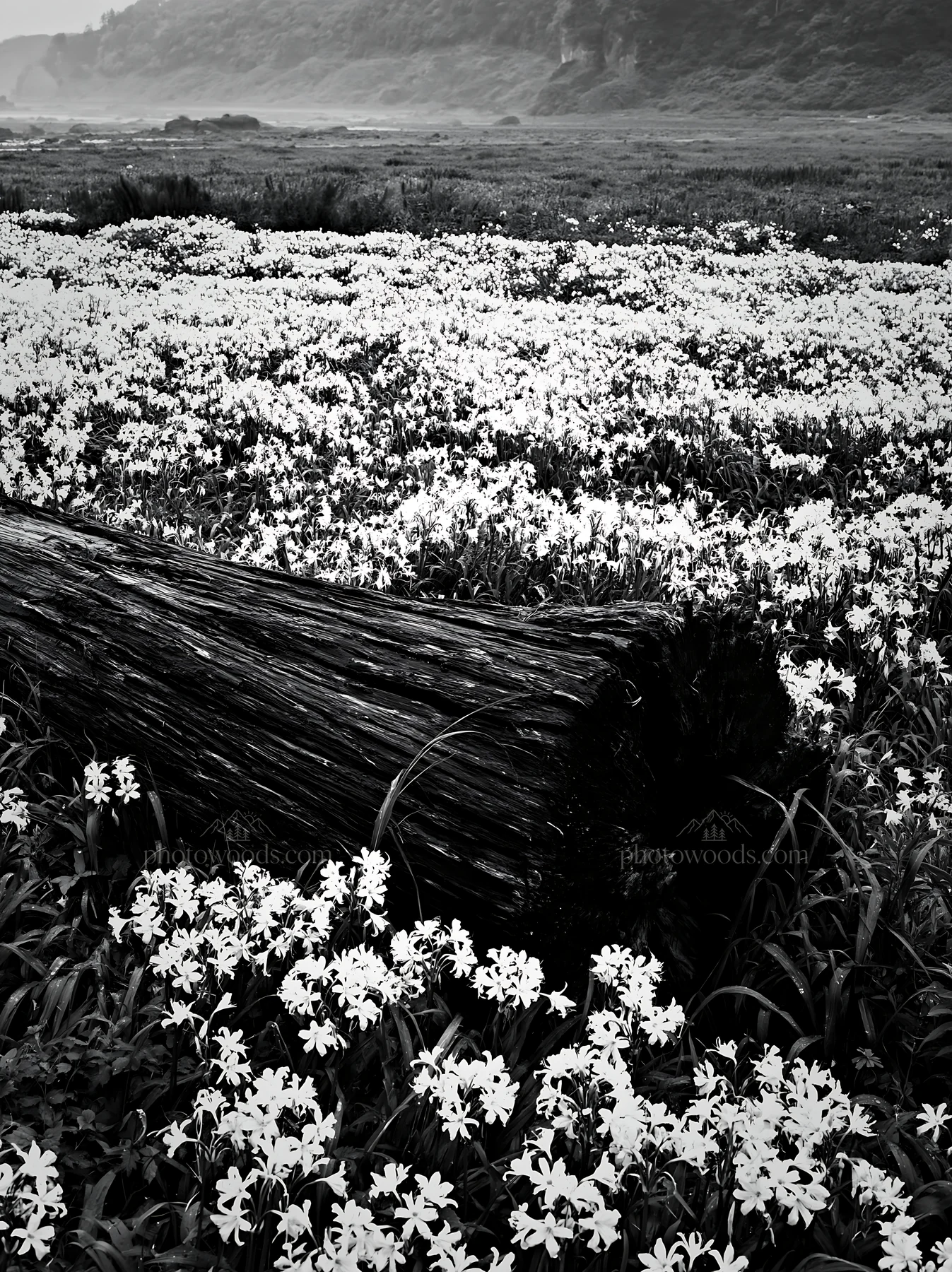 Coastal meadow with driftwood and flowers in Nagasaki - AI-generated stock image