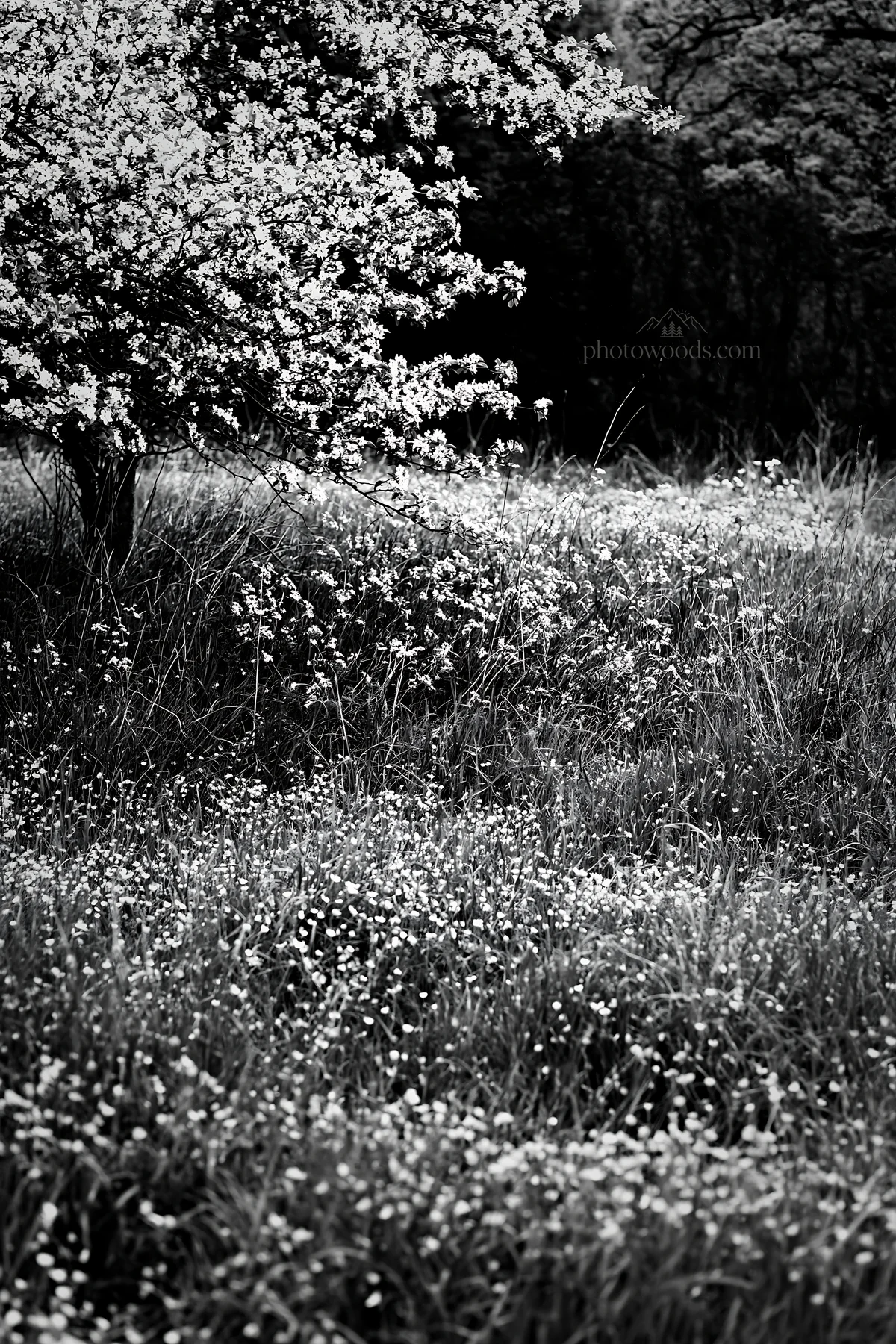 Spring orchard meadow with flowering plants and grass - AI-generated stock image