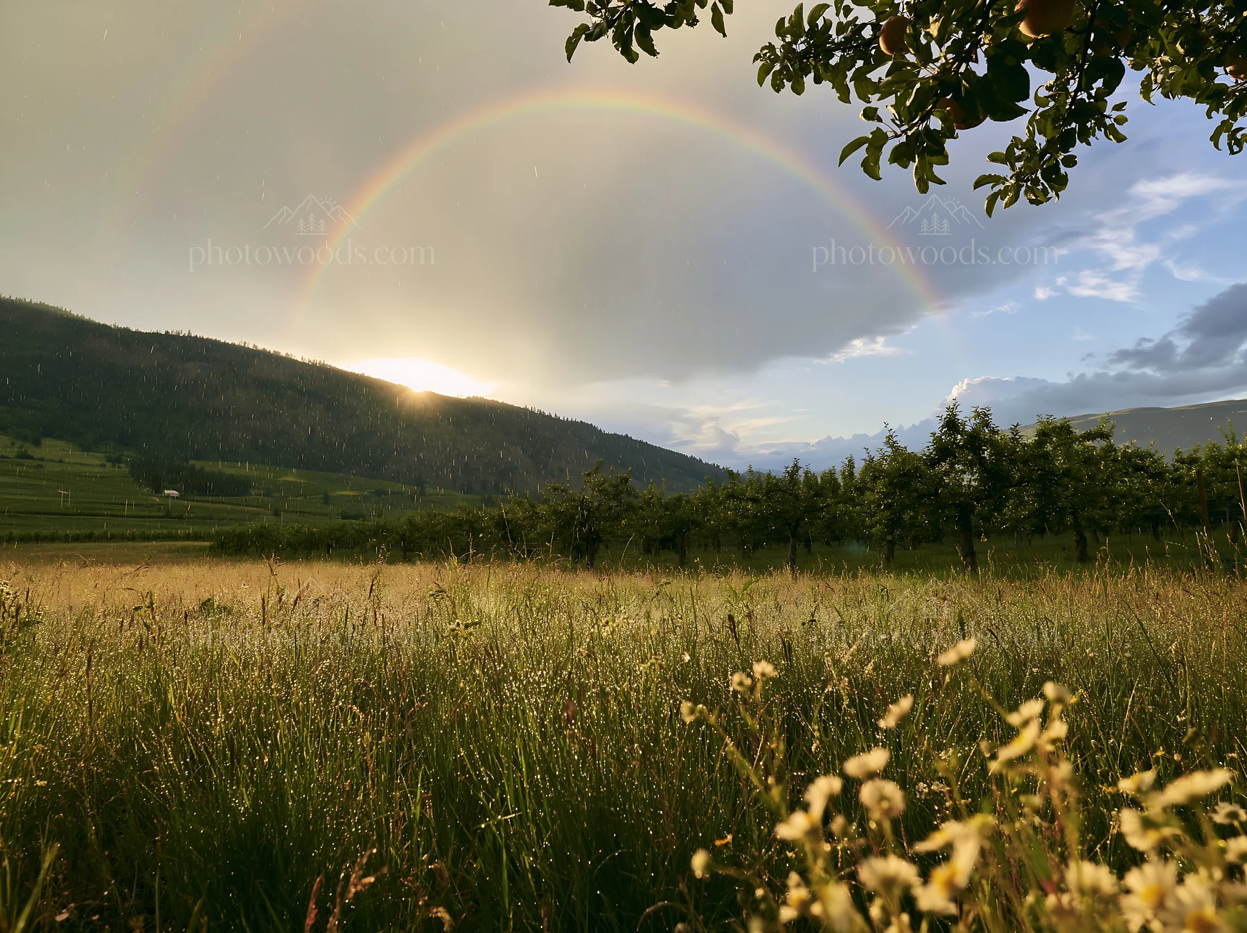 Valley apple meadow with sunlight and rainbow in the background - AI-generated stock image