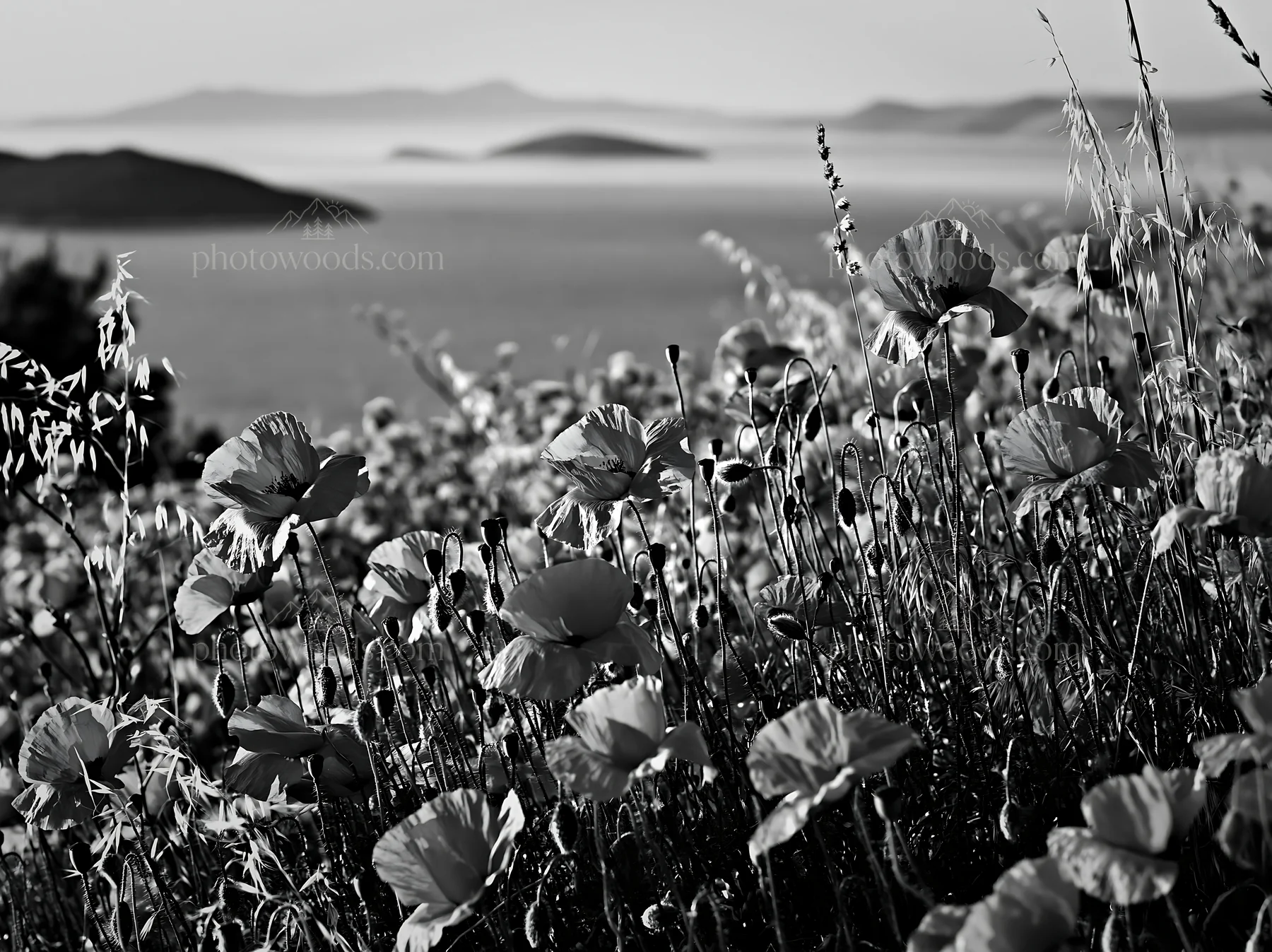 Black and white croatian meadow above Adriatic coast with blooming flowers - AI-generated stock image