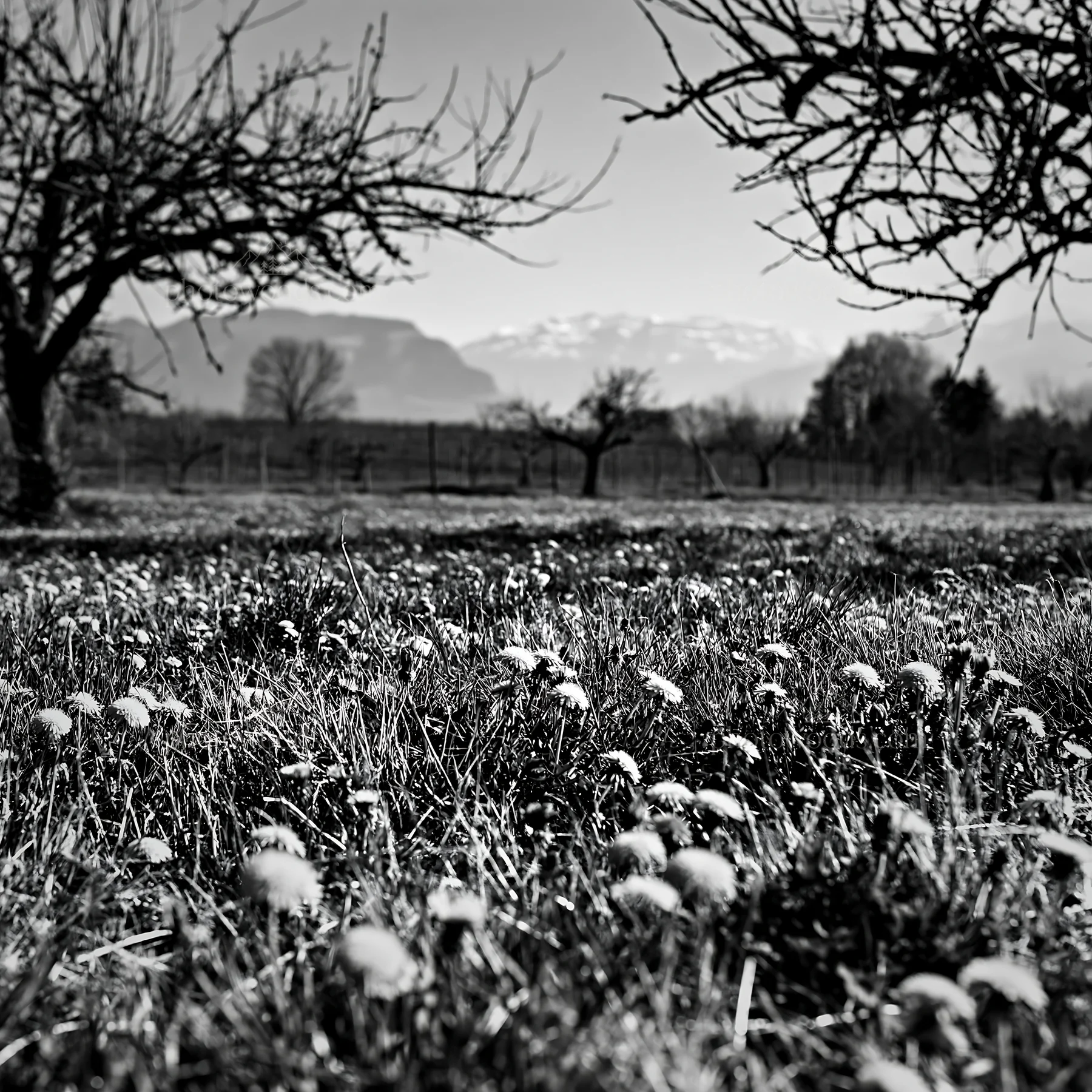 Black and white dandelion orchard meadow filled with yellow flowers and trees - AI-generated stock image