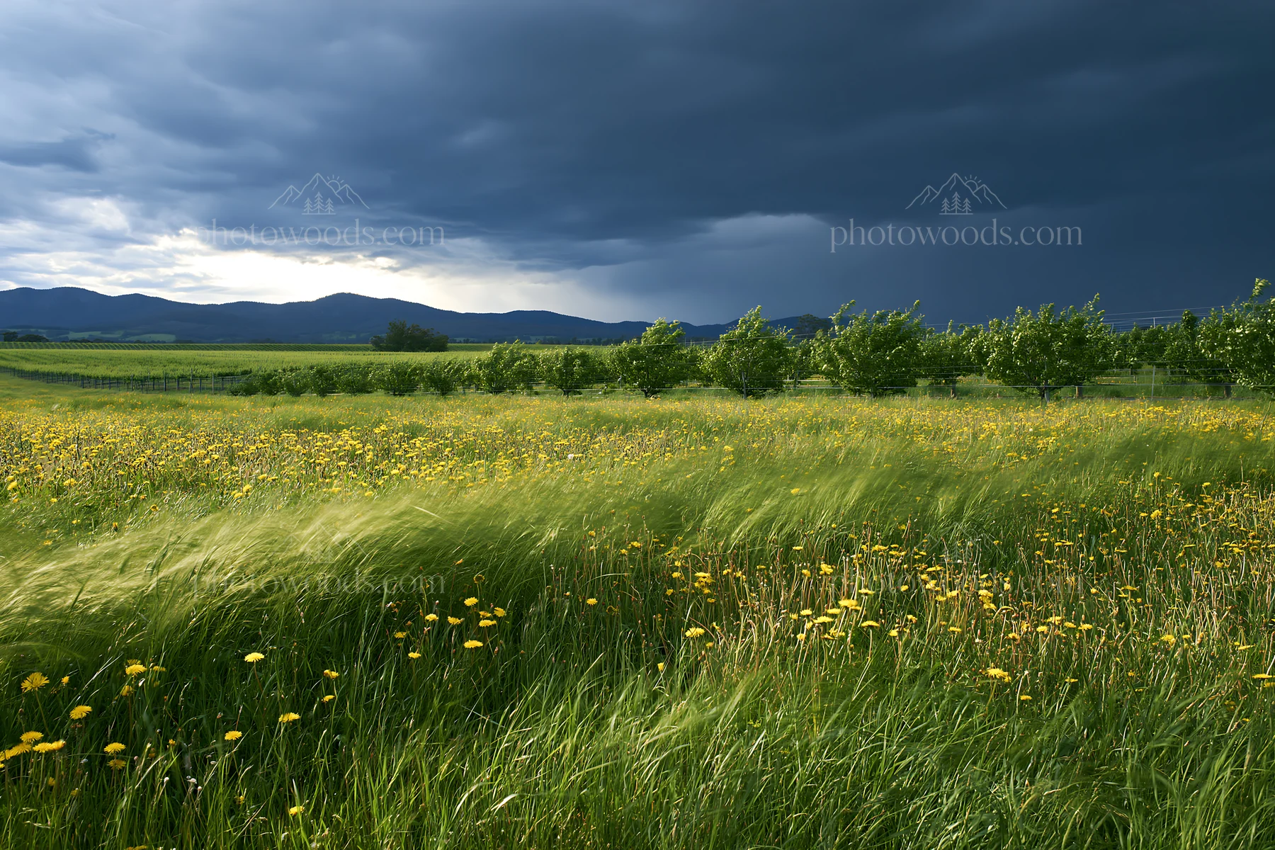 Dandelion orchard meadow under cloudy sky - AI-generated stock image