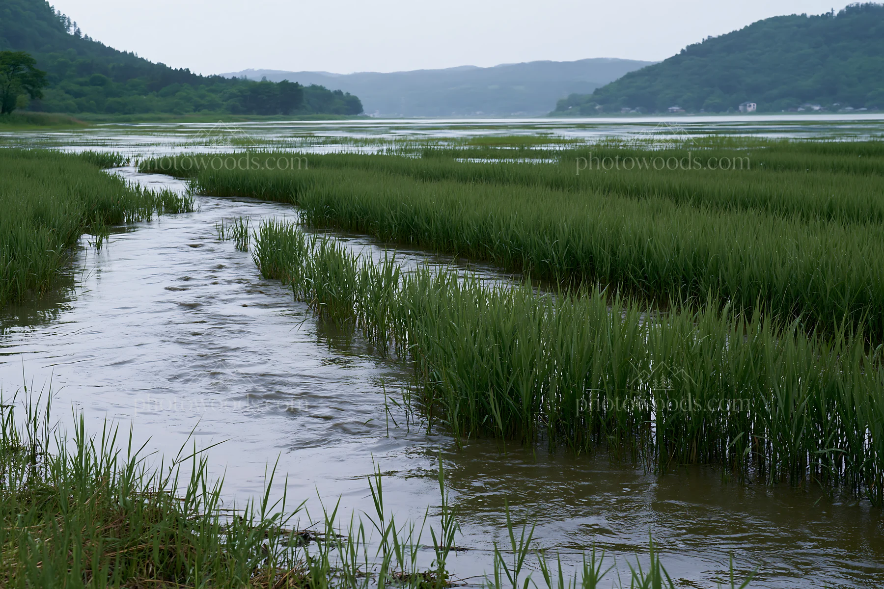 Shiga wetland meadow climate adaptation reeds in a natural setting - AI-generated stock image