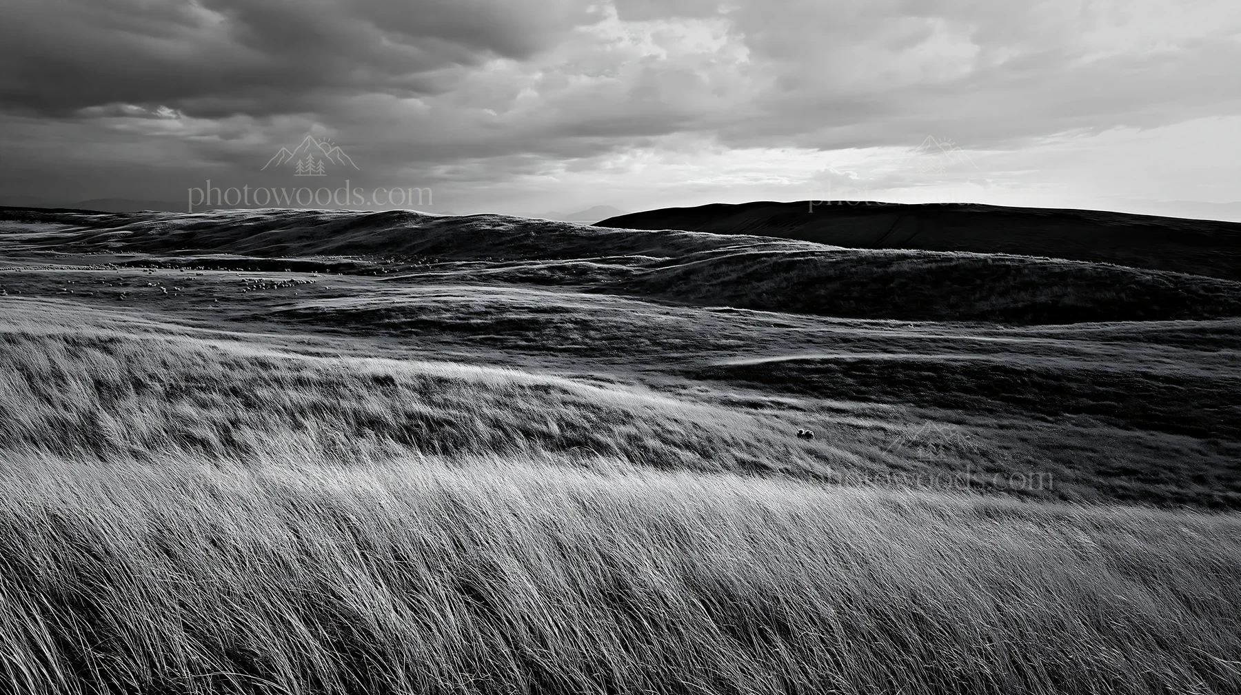 Black and white tottori windy meadow with dune grasses under cloudy sky - AI-generated stock image