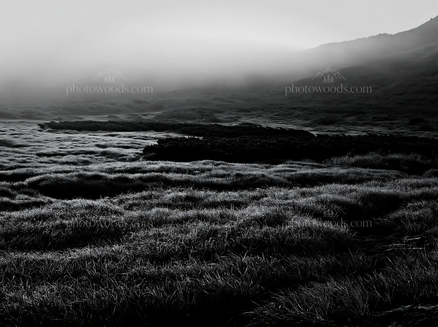 Black and white daisetsuzan alpine meadow light rays shine through fog - AI-generated stock image