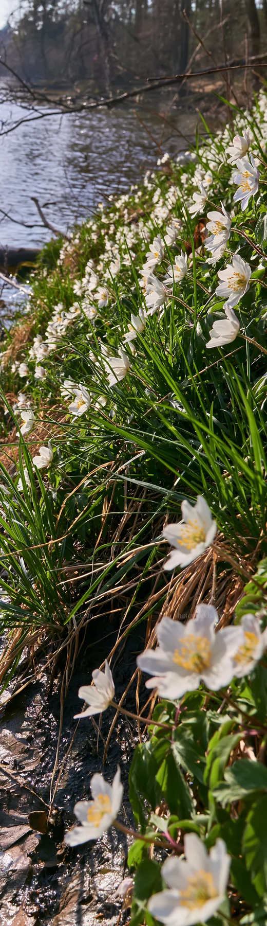 Lakeside meadow with flowers near a German lake - AI-generated stock image