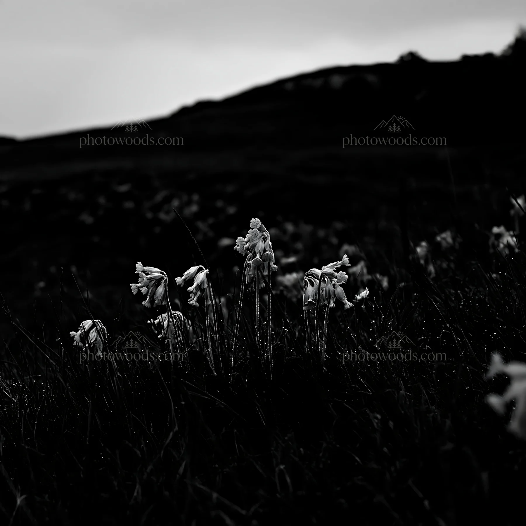 Cloudy chalk meadow with wildflowers under a gray sky - AI-generated stock image