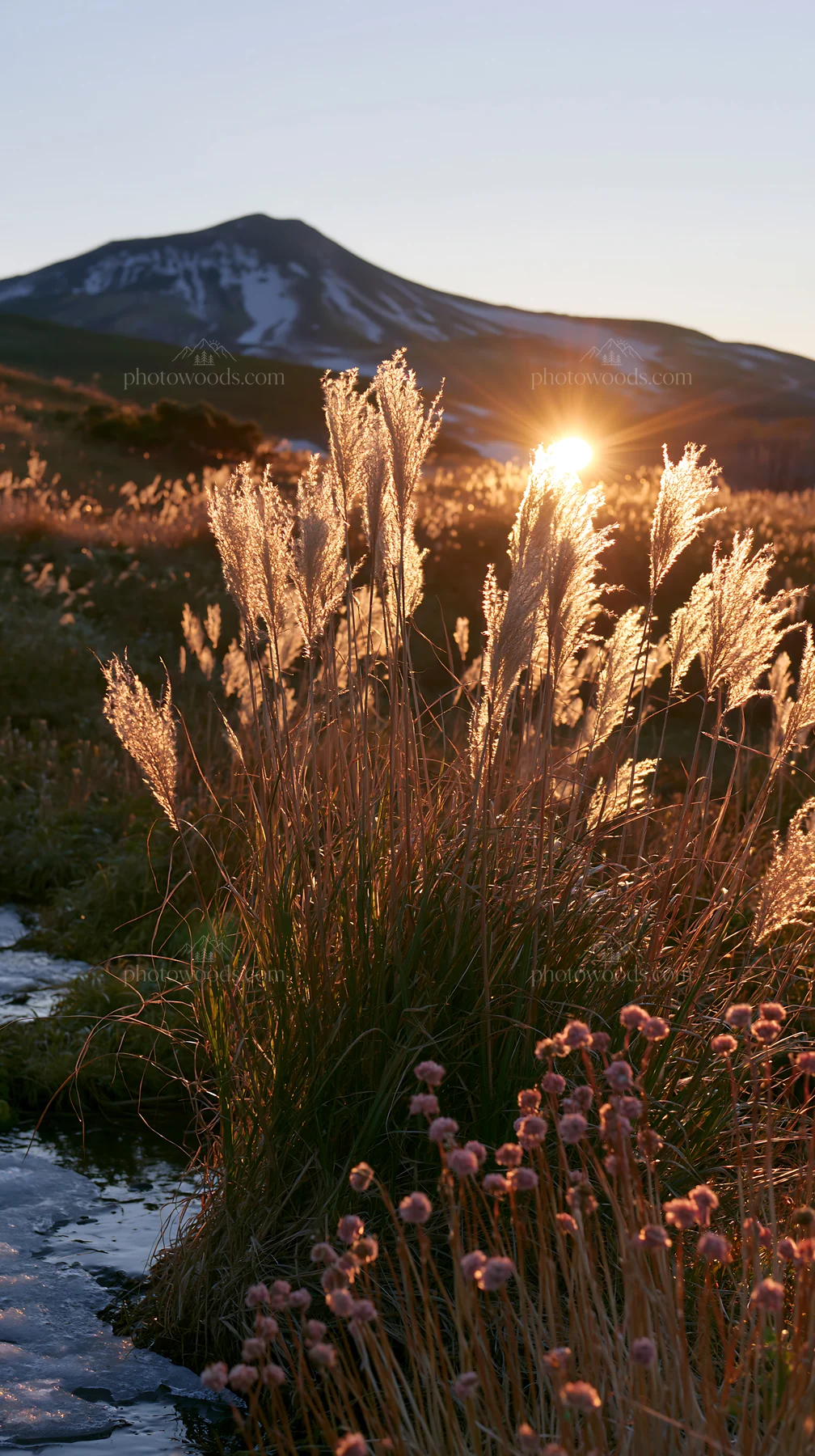 Akita snowmelt meadow with silver grasses at sunset - AI-generated stock image