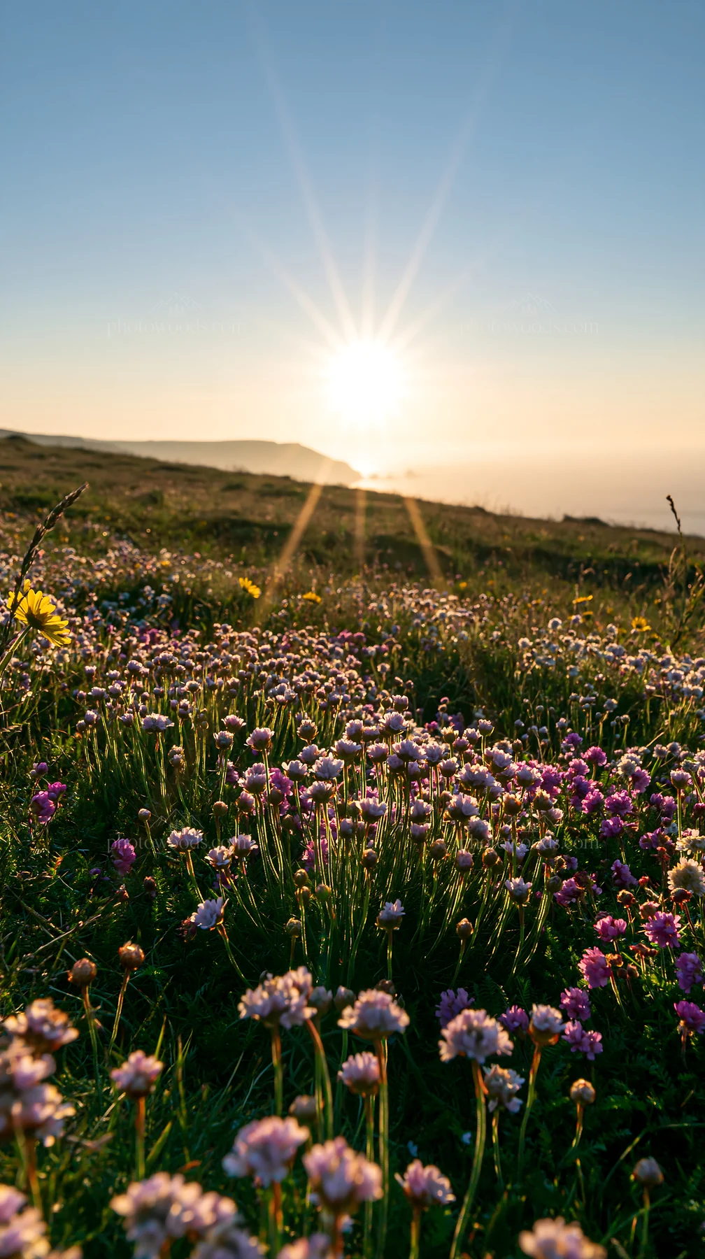 Crepuscular rays over a meadow filled with blooming flowers - AI-generated stock image