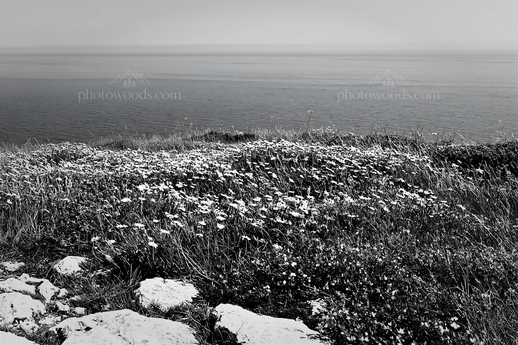 Black and white coastal cliff meadow with wildflowers near the ocean - AI-generated stock image