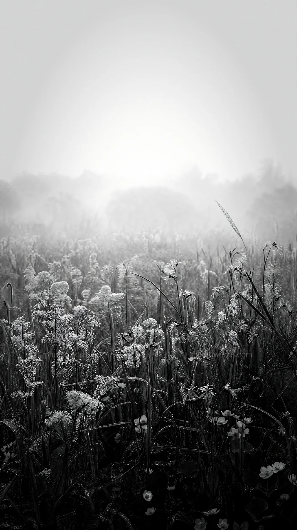 Black and white biodiverse meadow with flowers and morning mist - AI-generated stock image