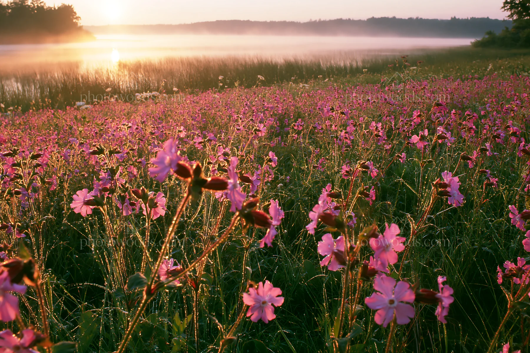 Sunlight on a lakeside meadow with blooming flowers - AI-generated stock image