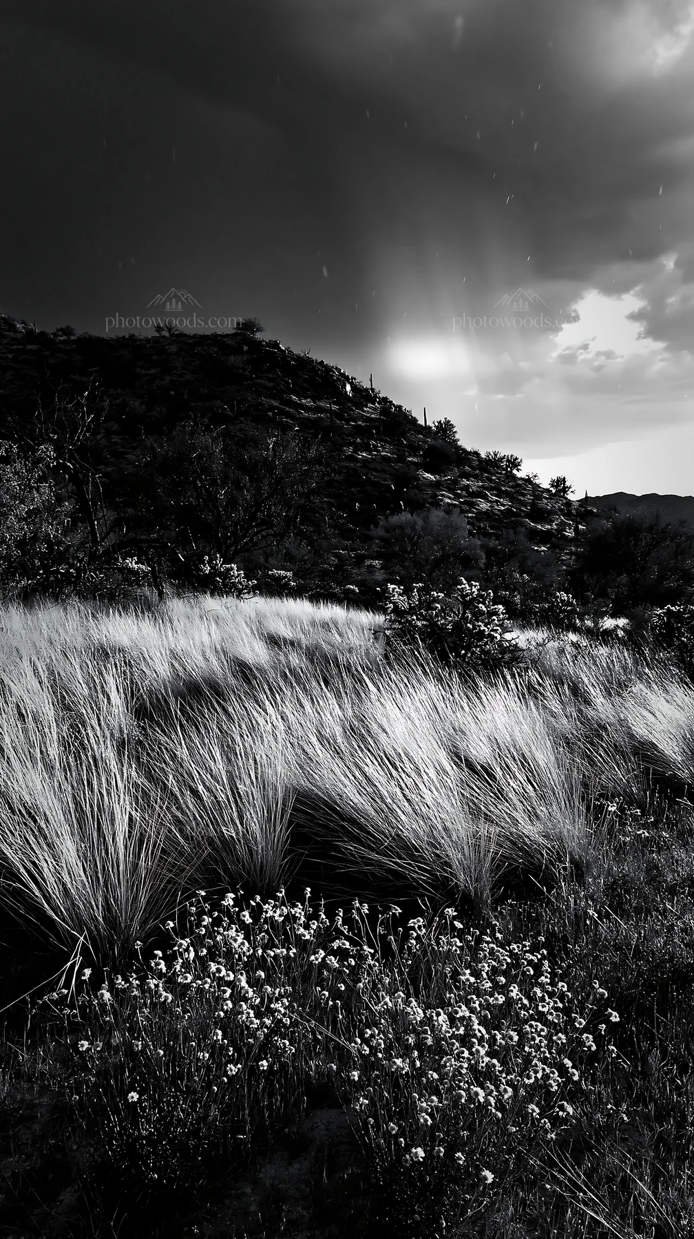 Black and white drought-tolerant meadow with yellow flowers and hills in background - AI-generated stock image