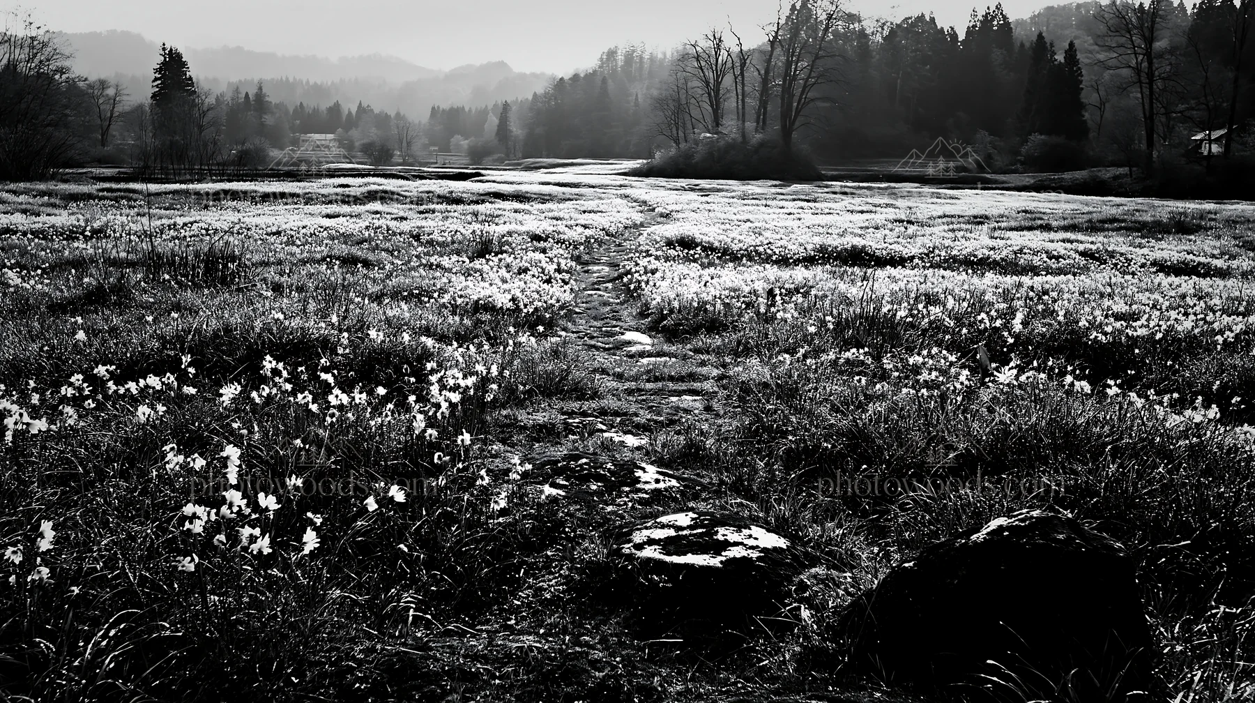 Black and white miyagi spring recovery meadow mossy stone in sunny landscape - AI-generated stock image