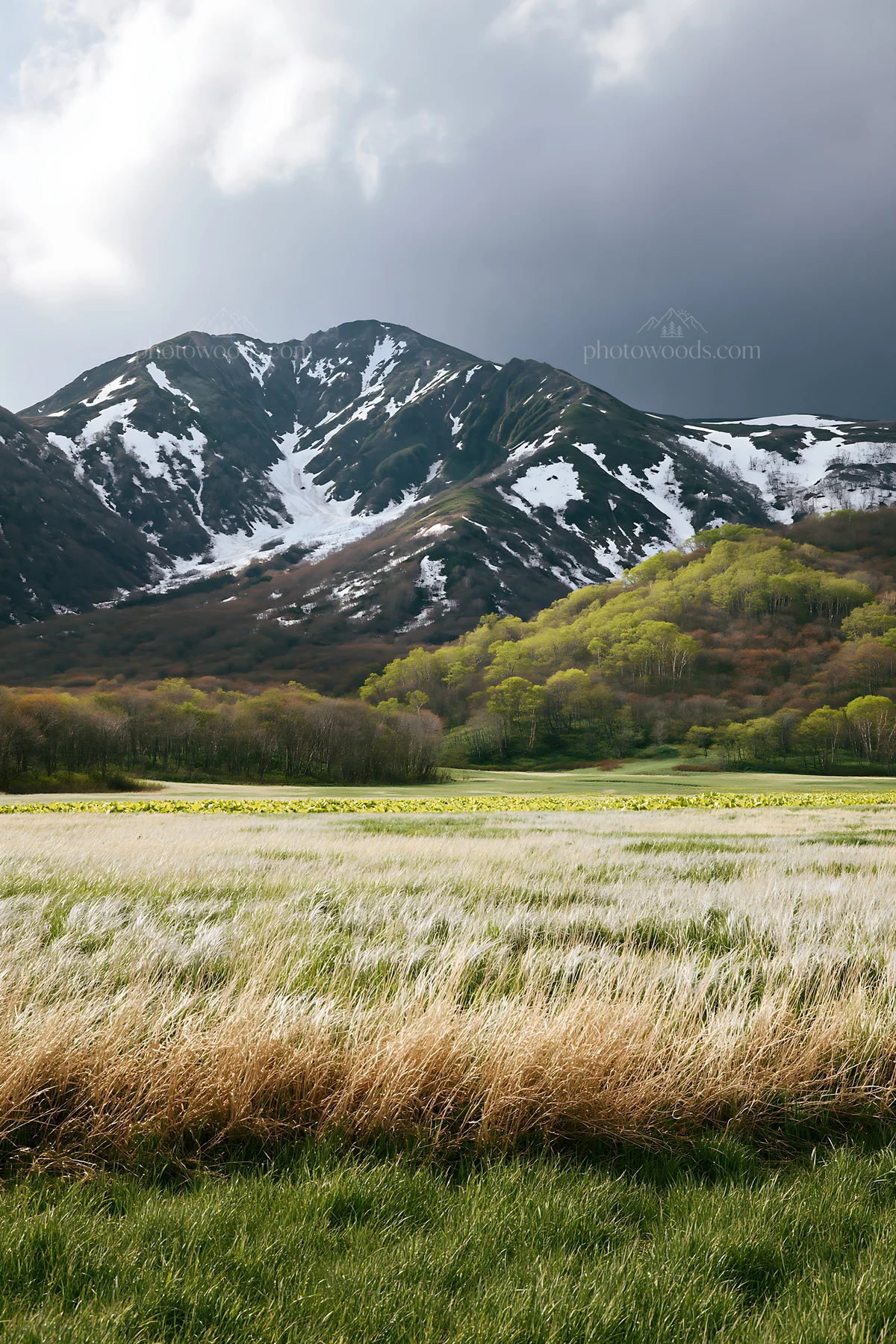 Akita meadow with snowmelt and silver grasses - AI-generated stock image