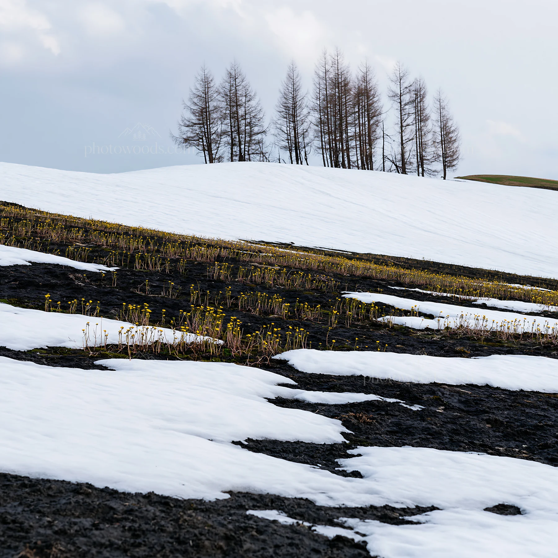 Snow covered Biei hills meadow with patches of ground visible - AI-generated stock image