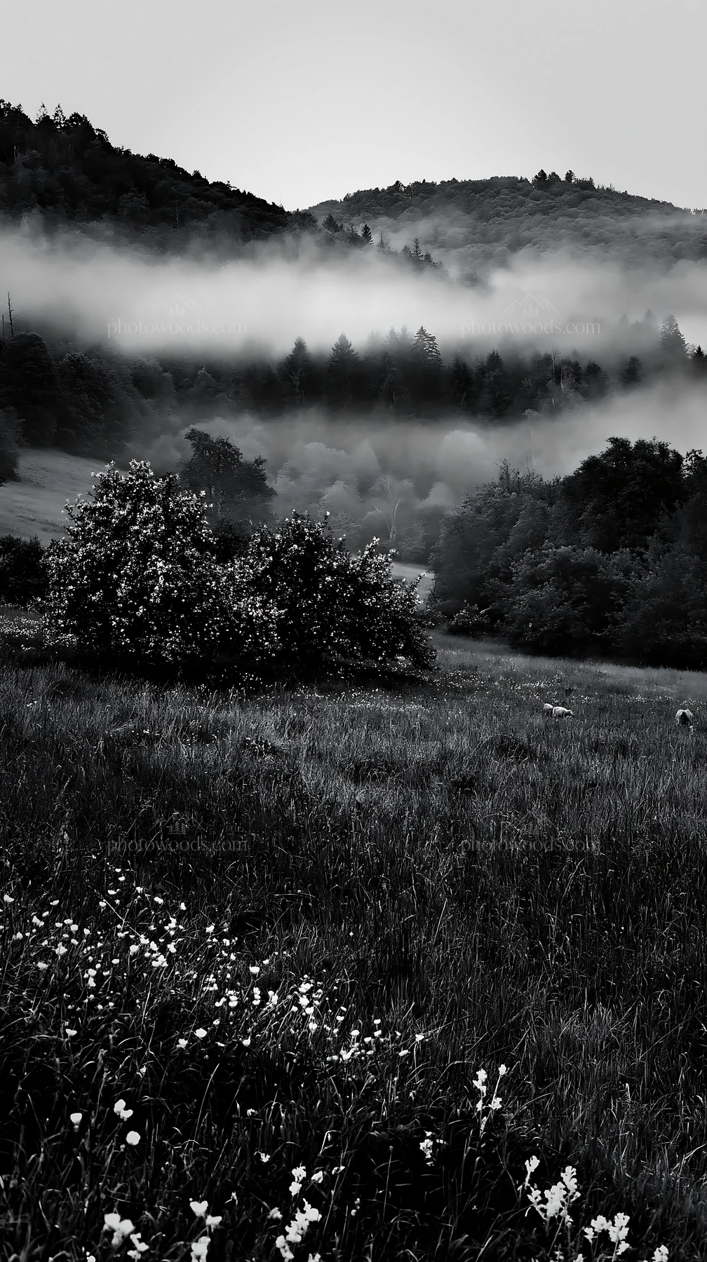 Valley apple meadow with fog and trees in the background - AI-generated stock image