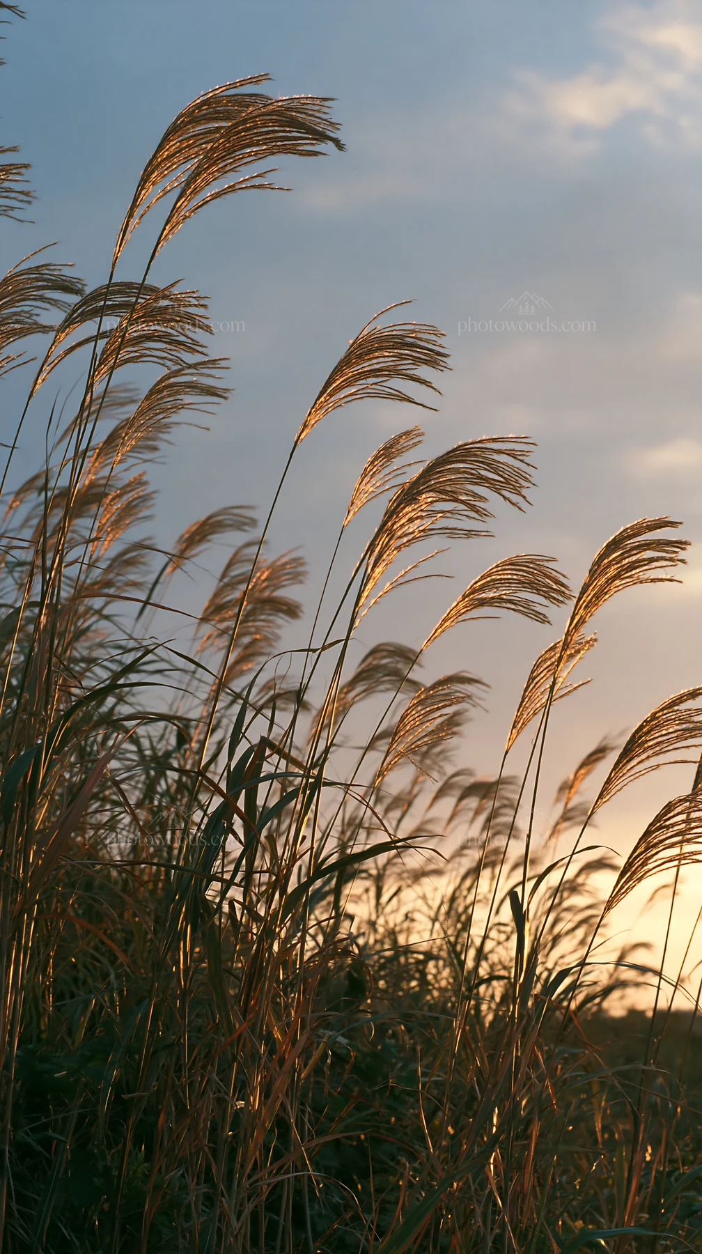 Tottori windy meadow with dune grasses at sunset - AI-generated stock image