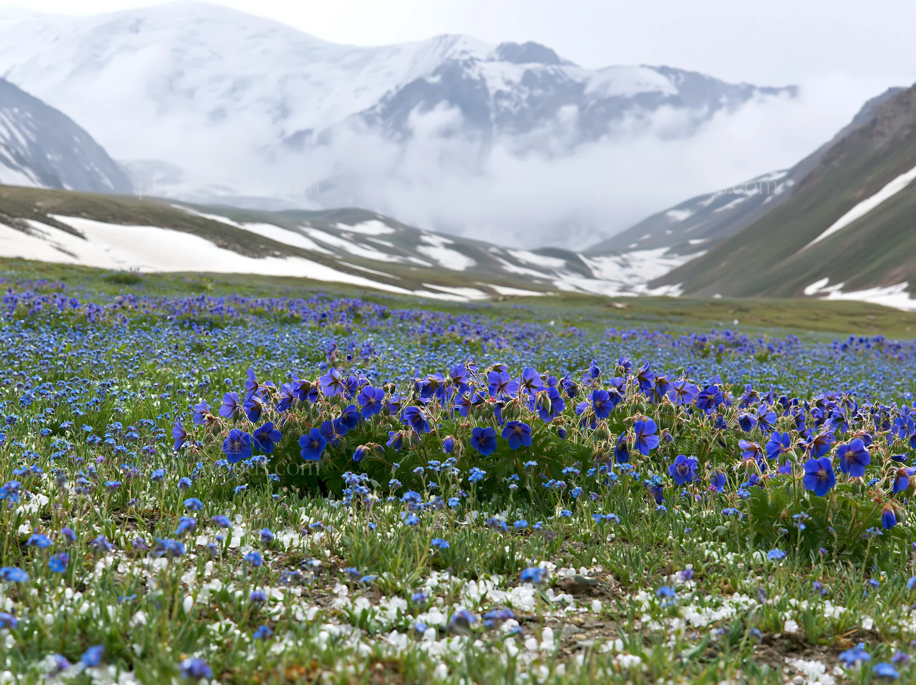 Snowline meadow filled with blue and white flowers - AI-generated stock image