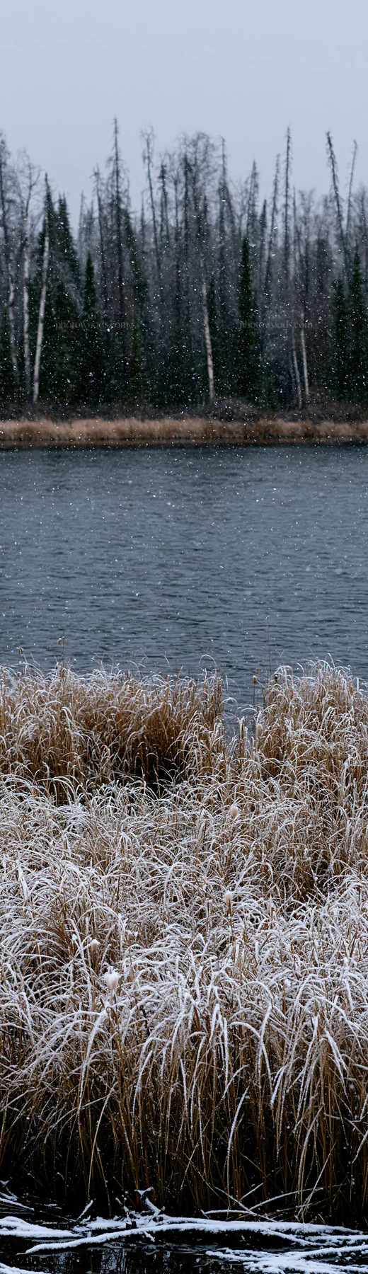 Lakeside meadow after first snowfall with snow-covered grass - AI-generated stock image