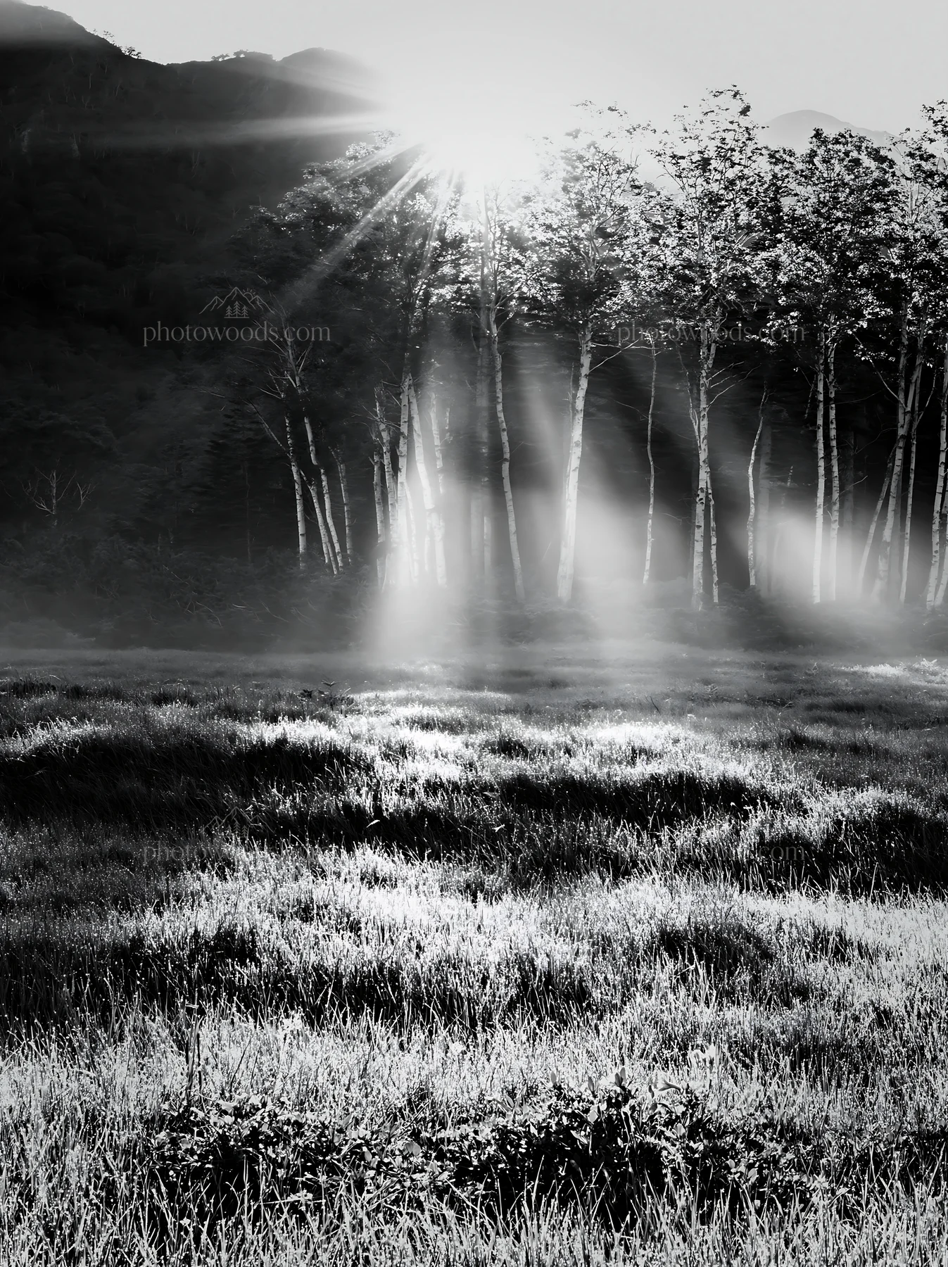 Black and white daisetsuzan alpine meadow light rays create a natural scene - AI-generated stock image