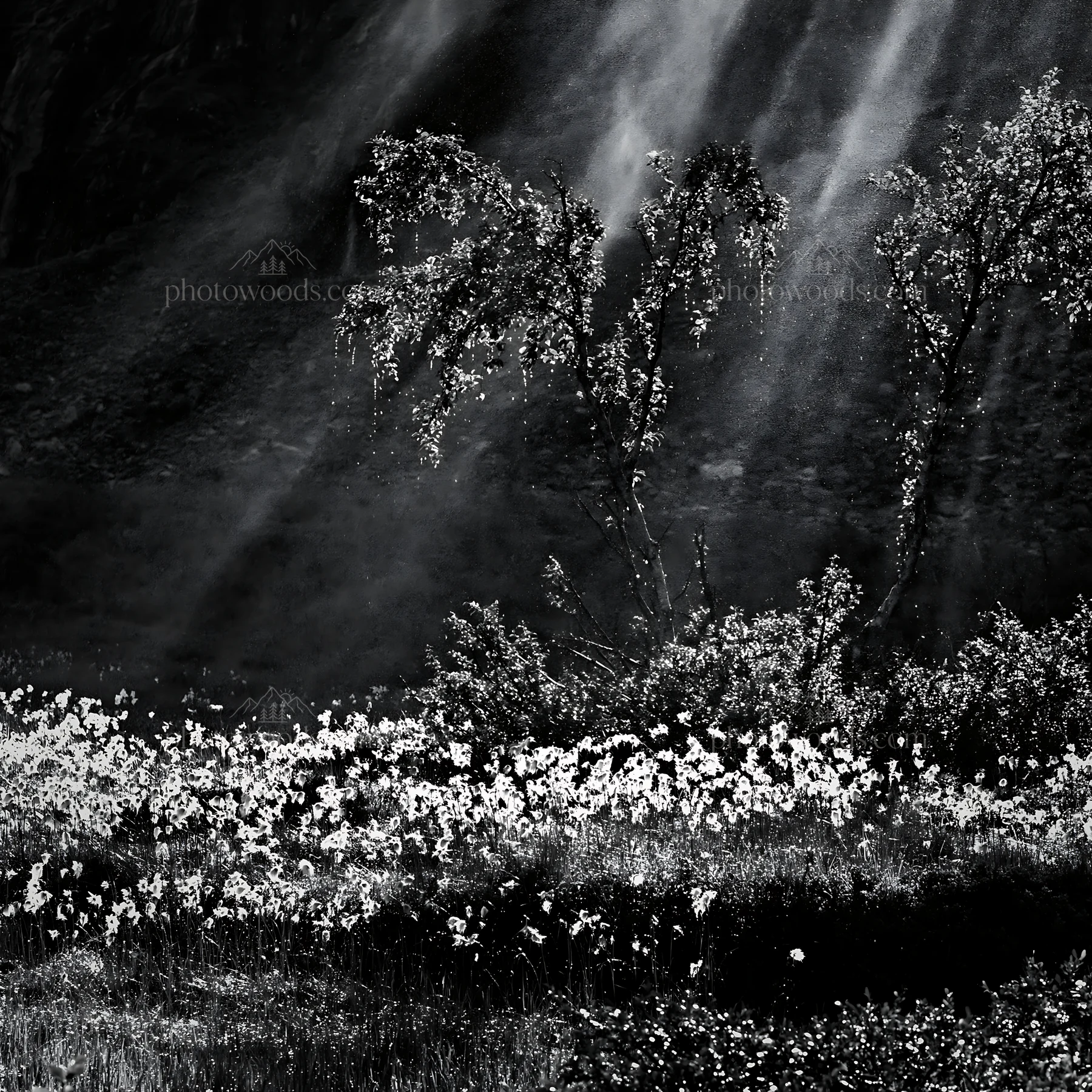 Black and white jotunheimen valley meadow sunbeams create a bright scene - AI-generated stock image