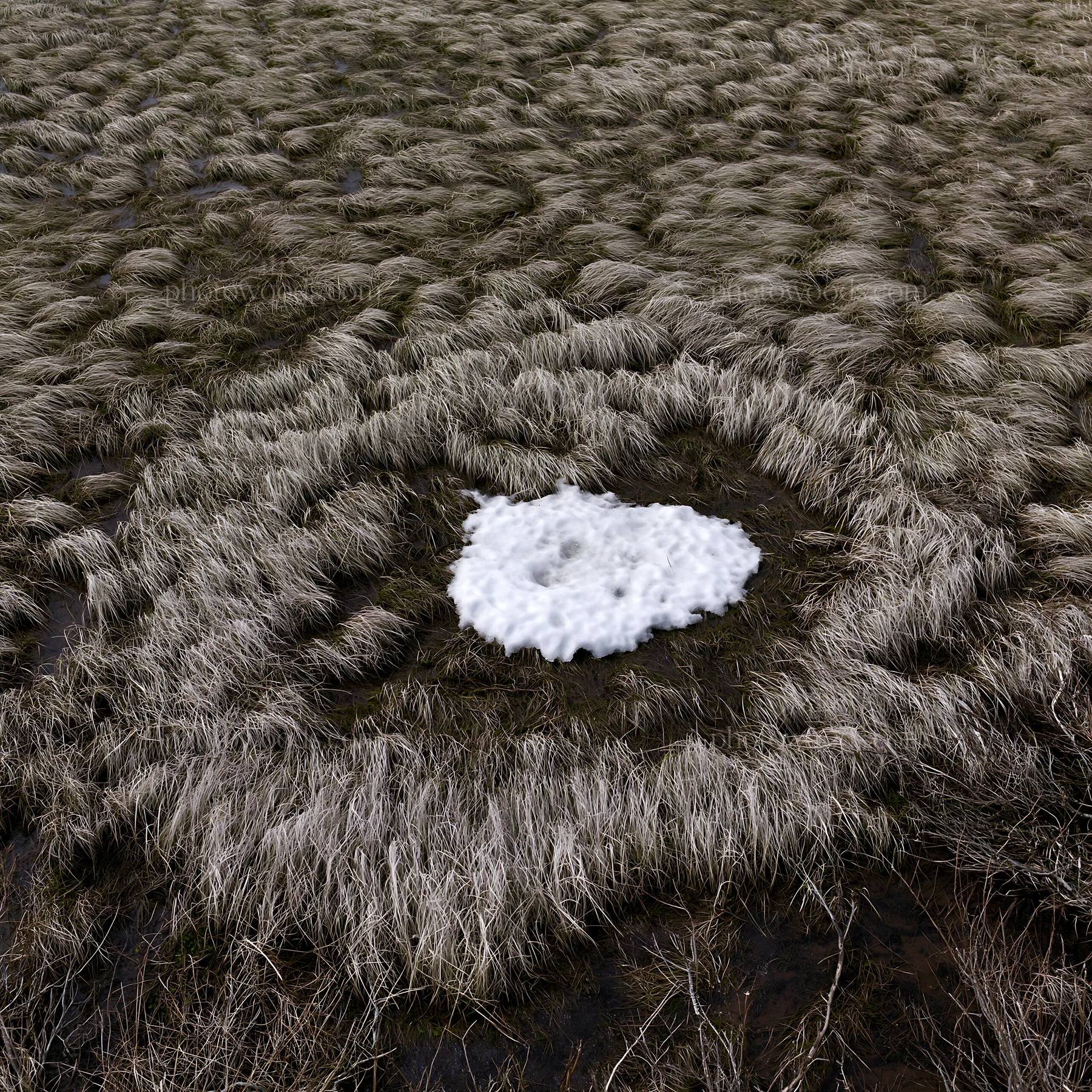 Akita snowmelt meadow with silver grasses shows melting snow - AI-generated stock image