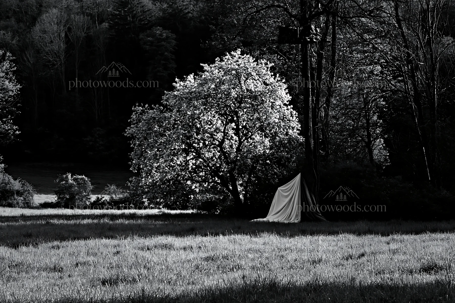 Elegant fabric parcels beside tree in a rural landscape - AI-generated stock image