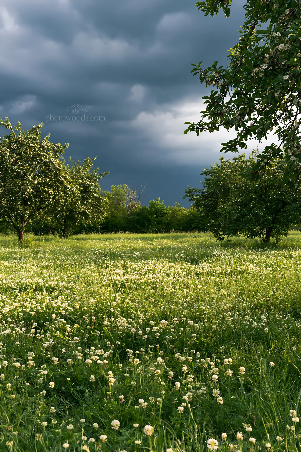 Spring orchard meadow under dark clouds - AI-generated stock image