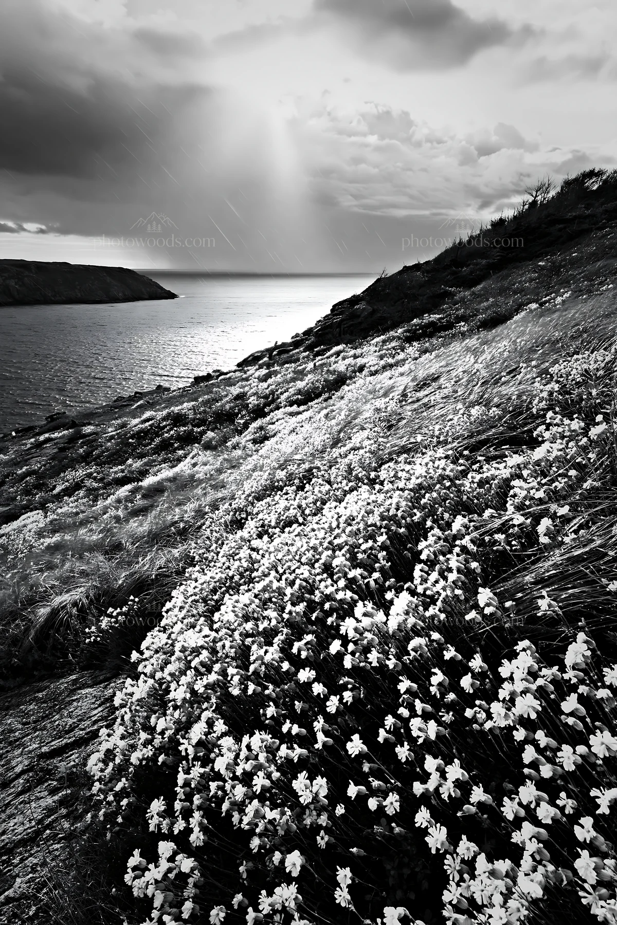 Coastal cliff meadow with flowers overlooking the ocean - AI-generated stock image