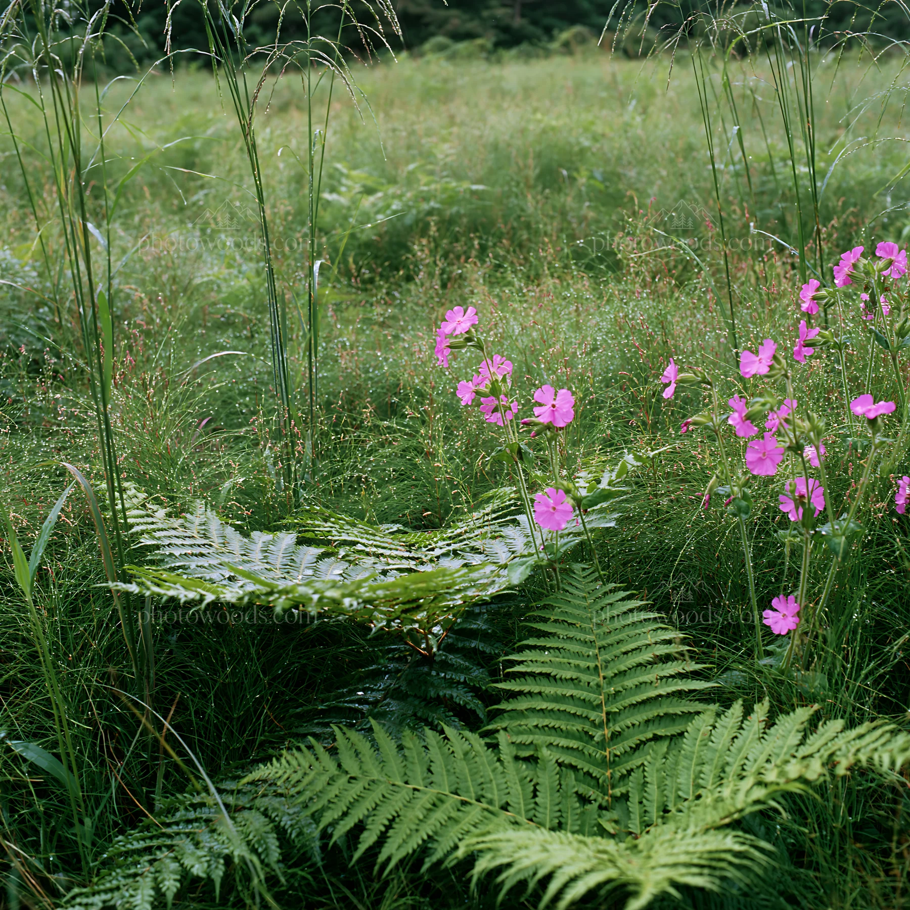 Nara summer meadow with fern foreground and pink flowers - AI-generated stock image
