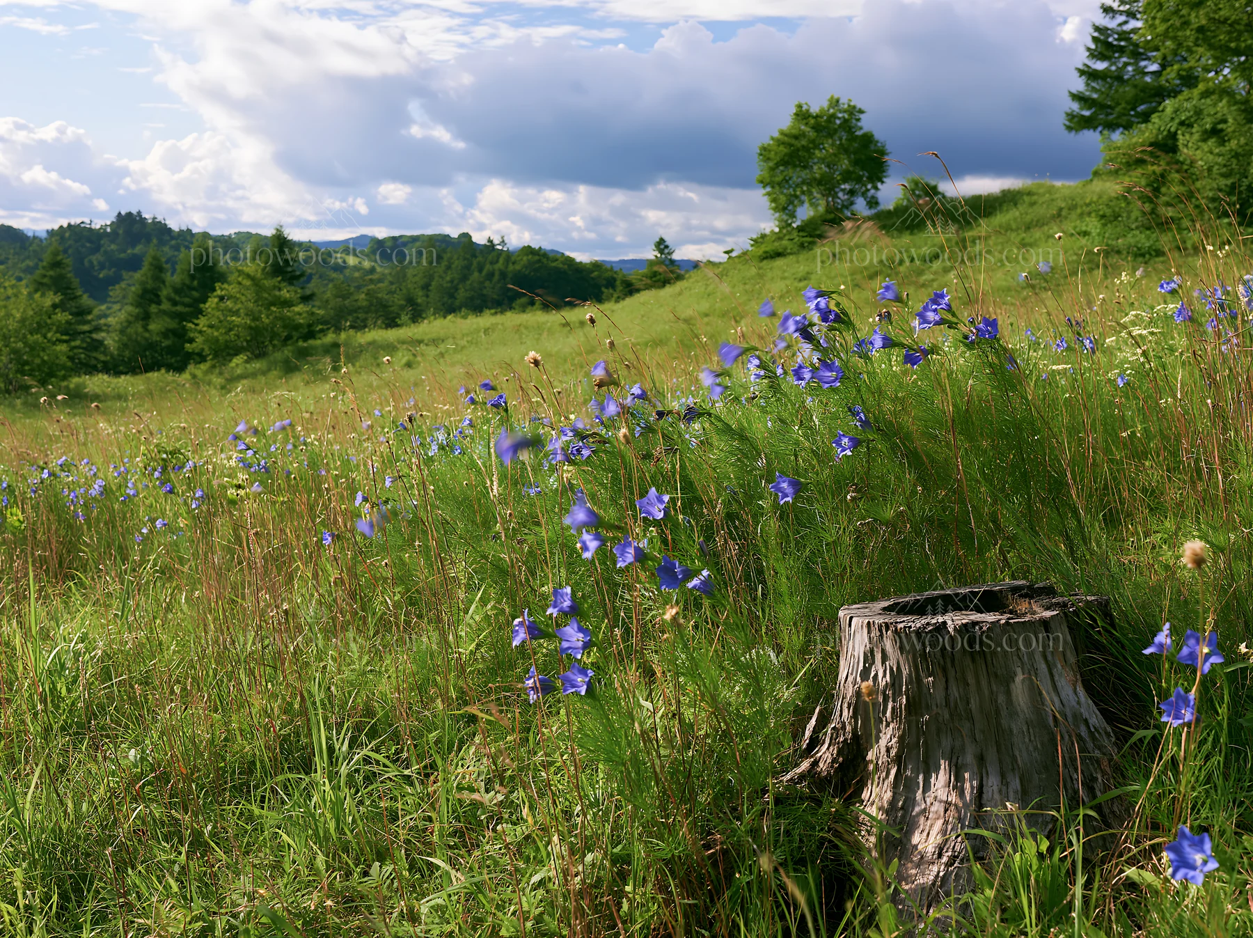 Fukushima native meadow with weathered stump and flowers - AI-generated stock image